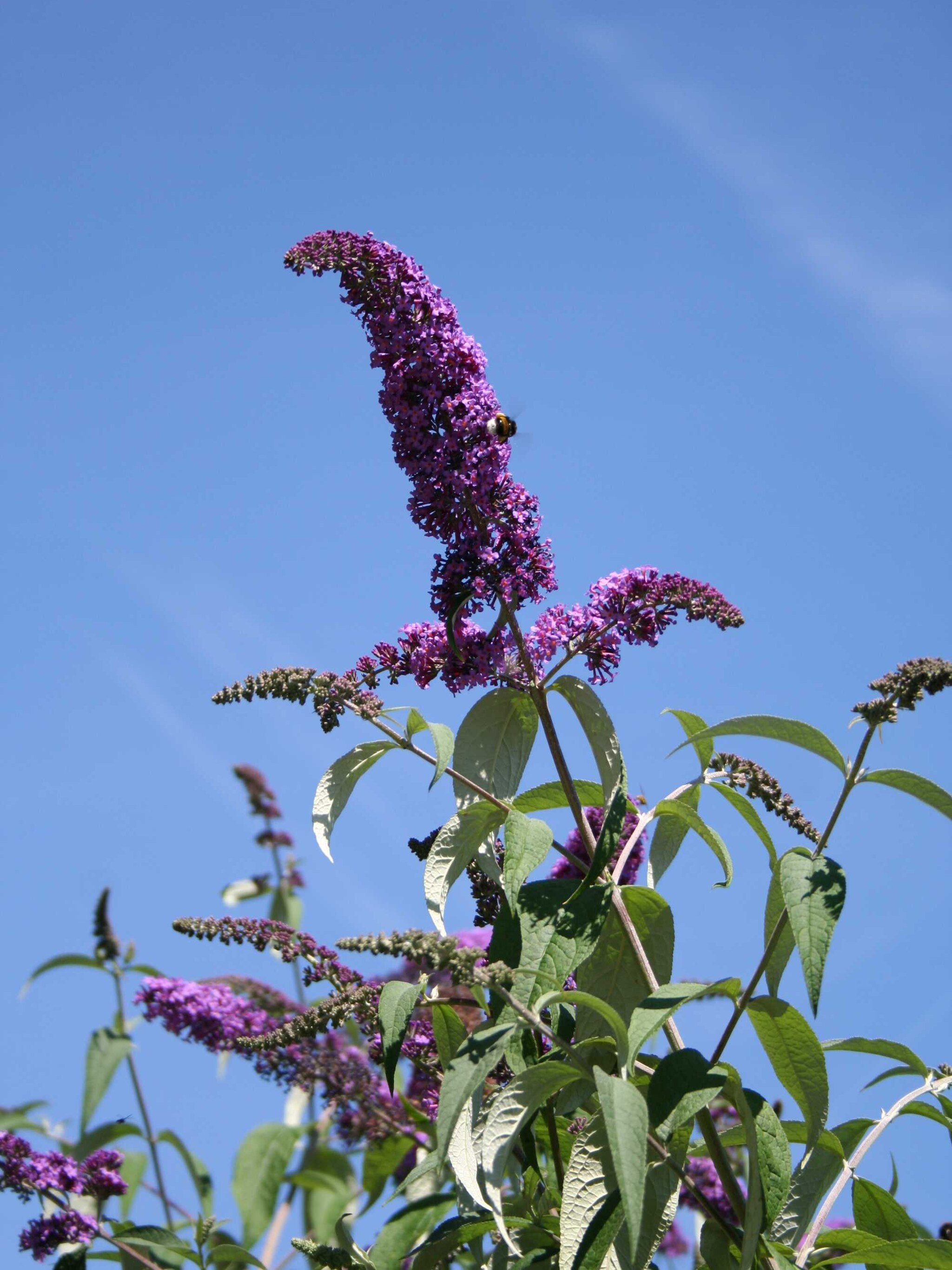 vlinderstruik nanho purple