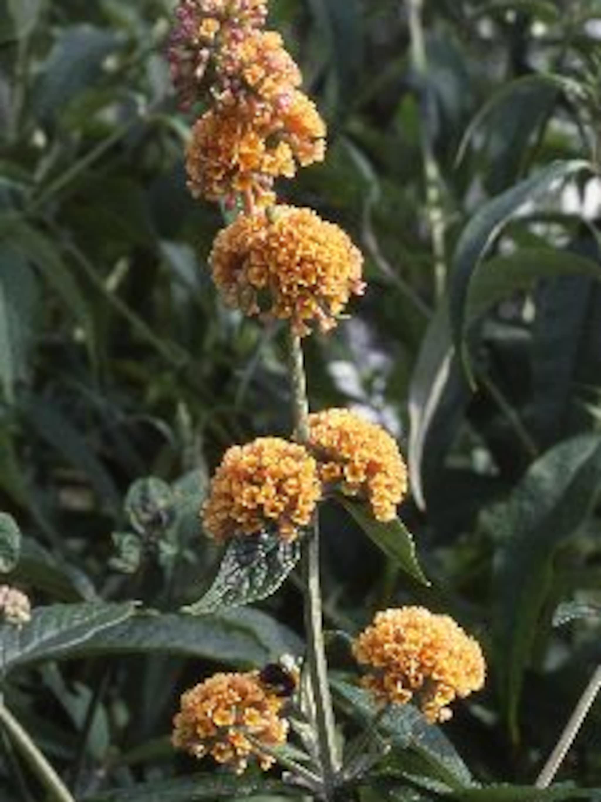 vlinderstruik sungold