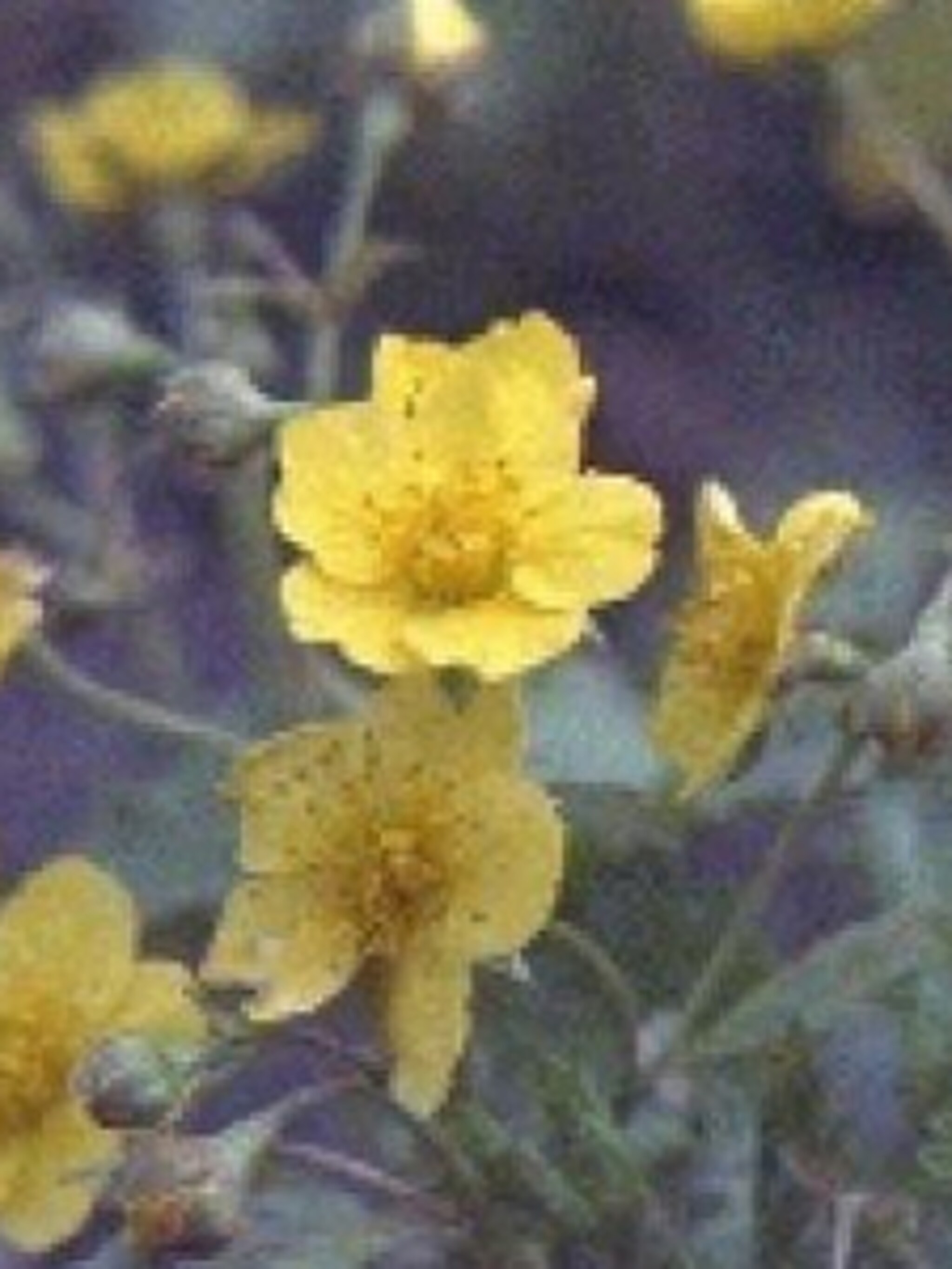 waldsteinia