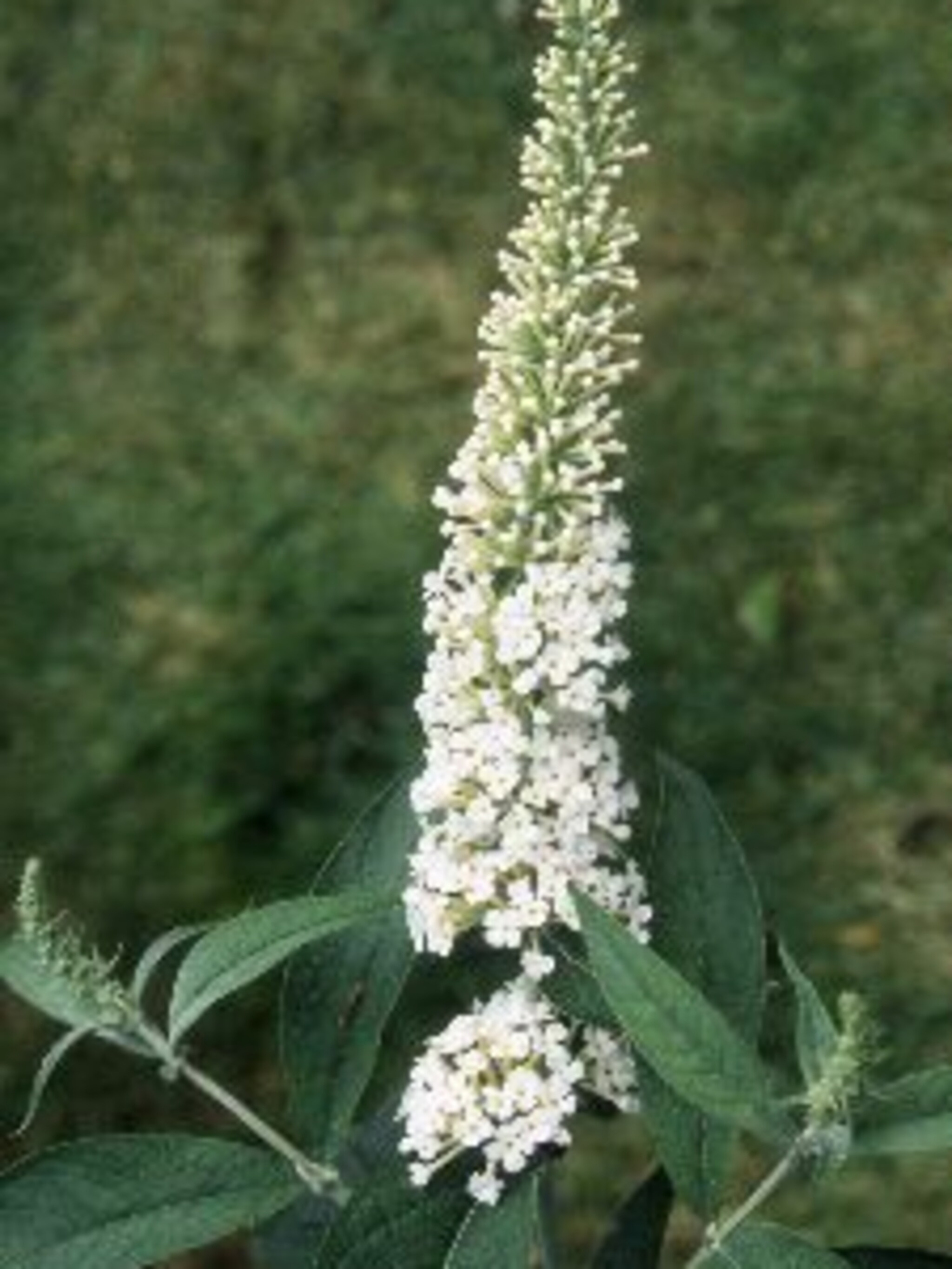 vlinderstruik white profusion