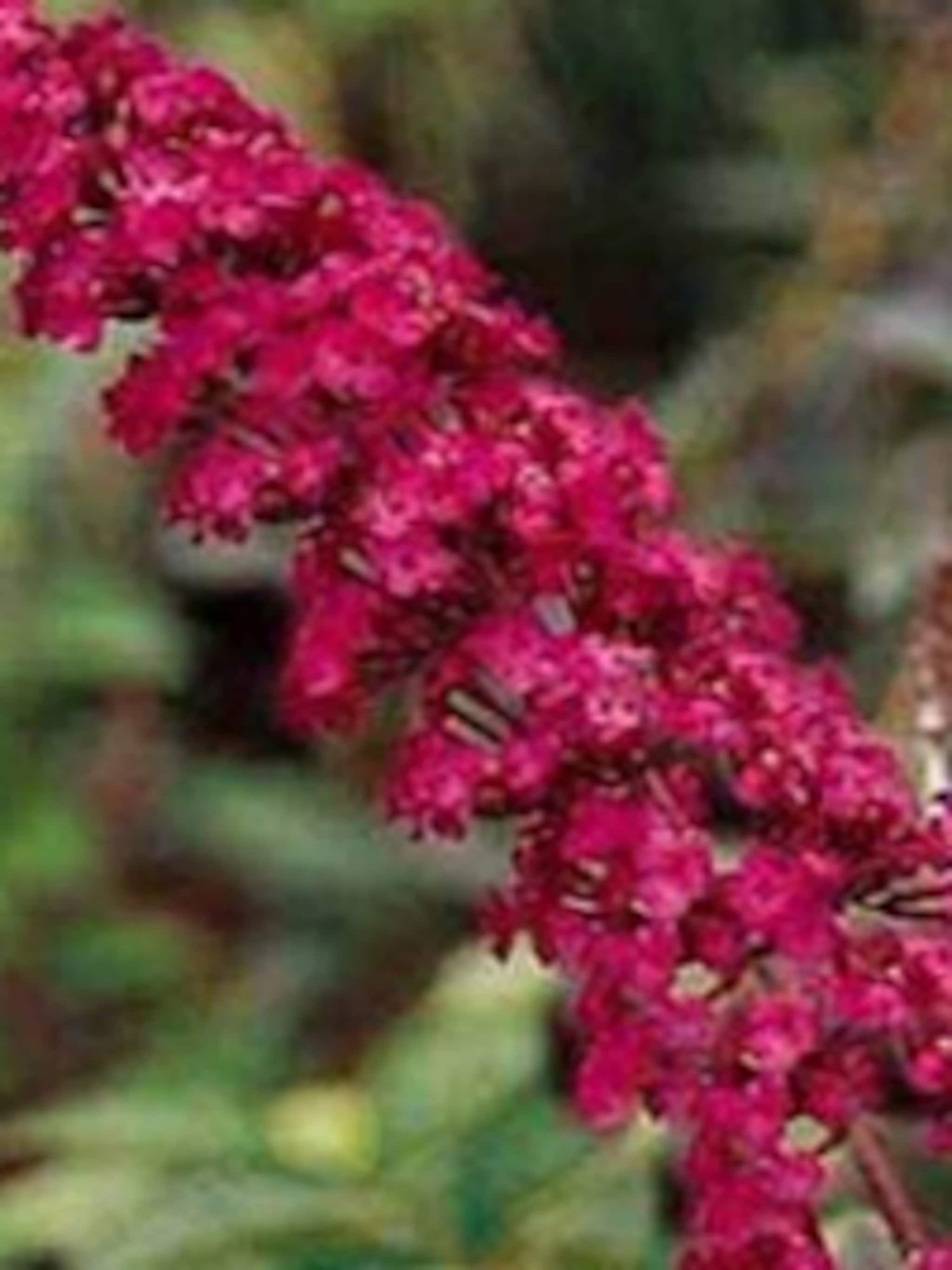 vlinderstruik royal red