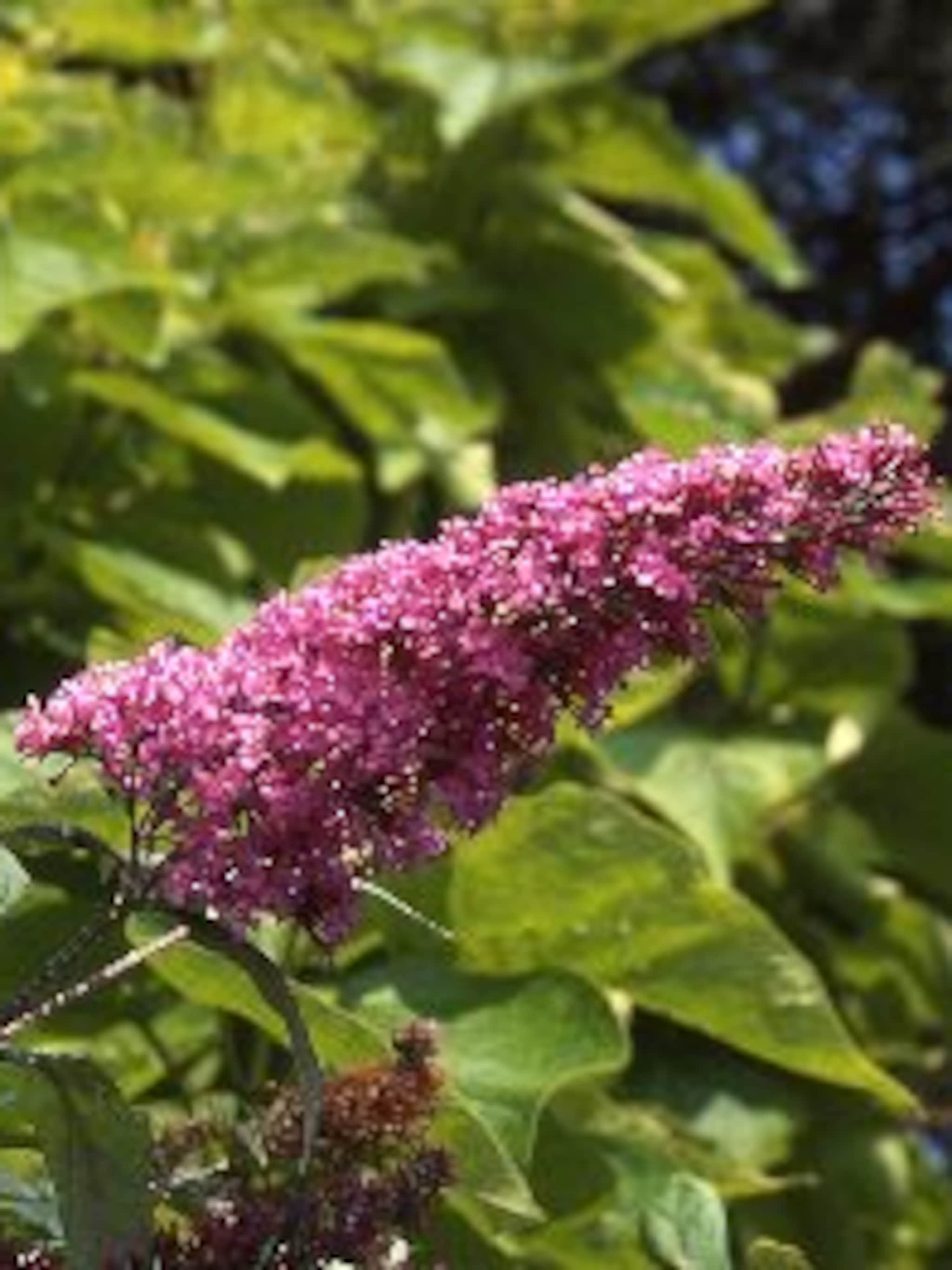 vlinderstruik pink delight