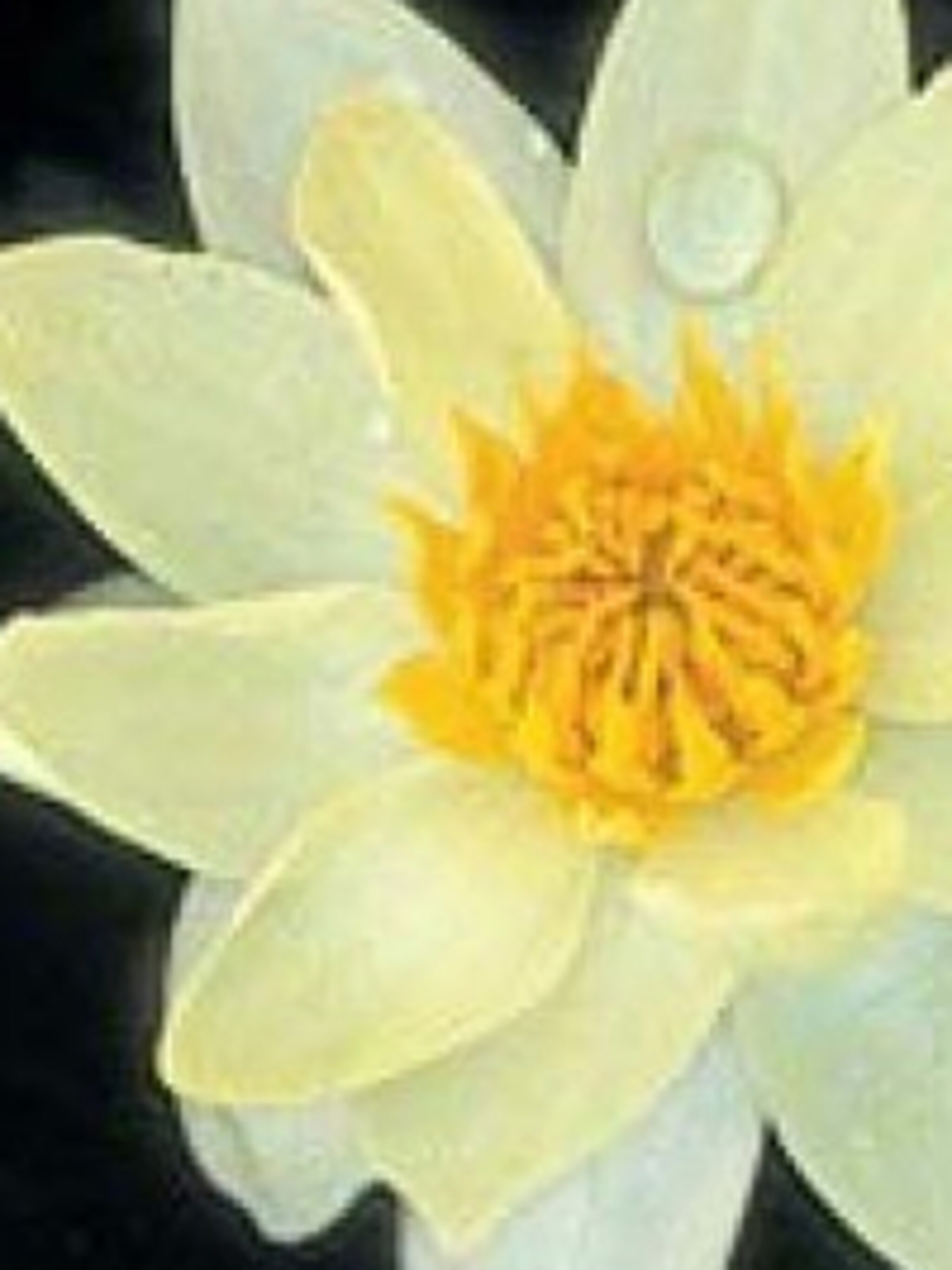 waterlelie pygmaea helvola