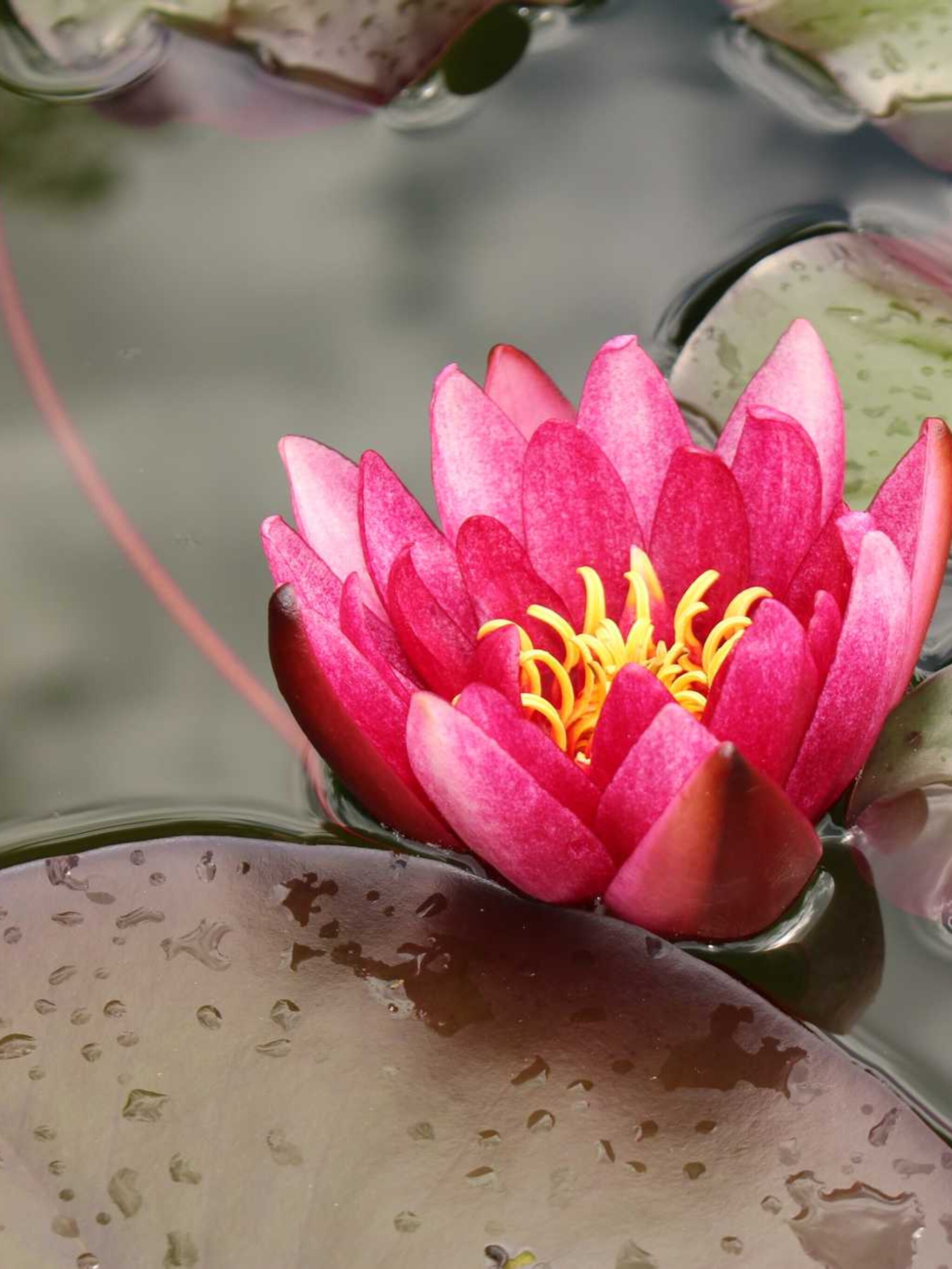 waterlelie atropurpurea