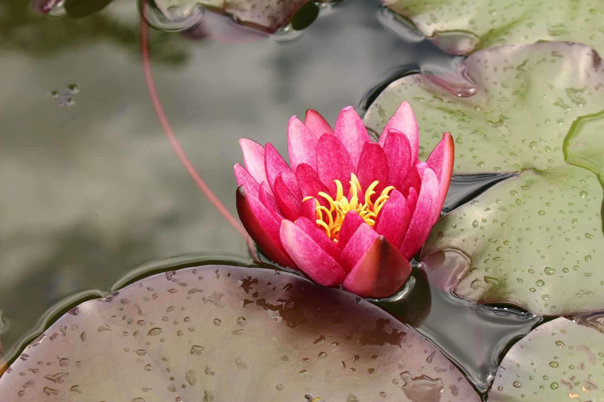 beeld vtwonen Shutterstock / mr_coffee