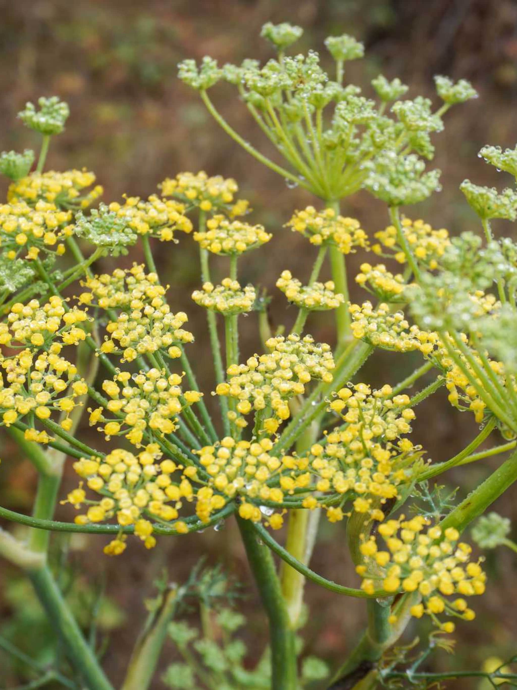 venkel foeniculum vulgare
