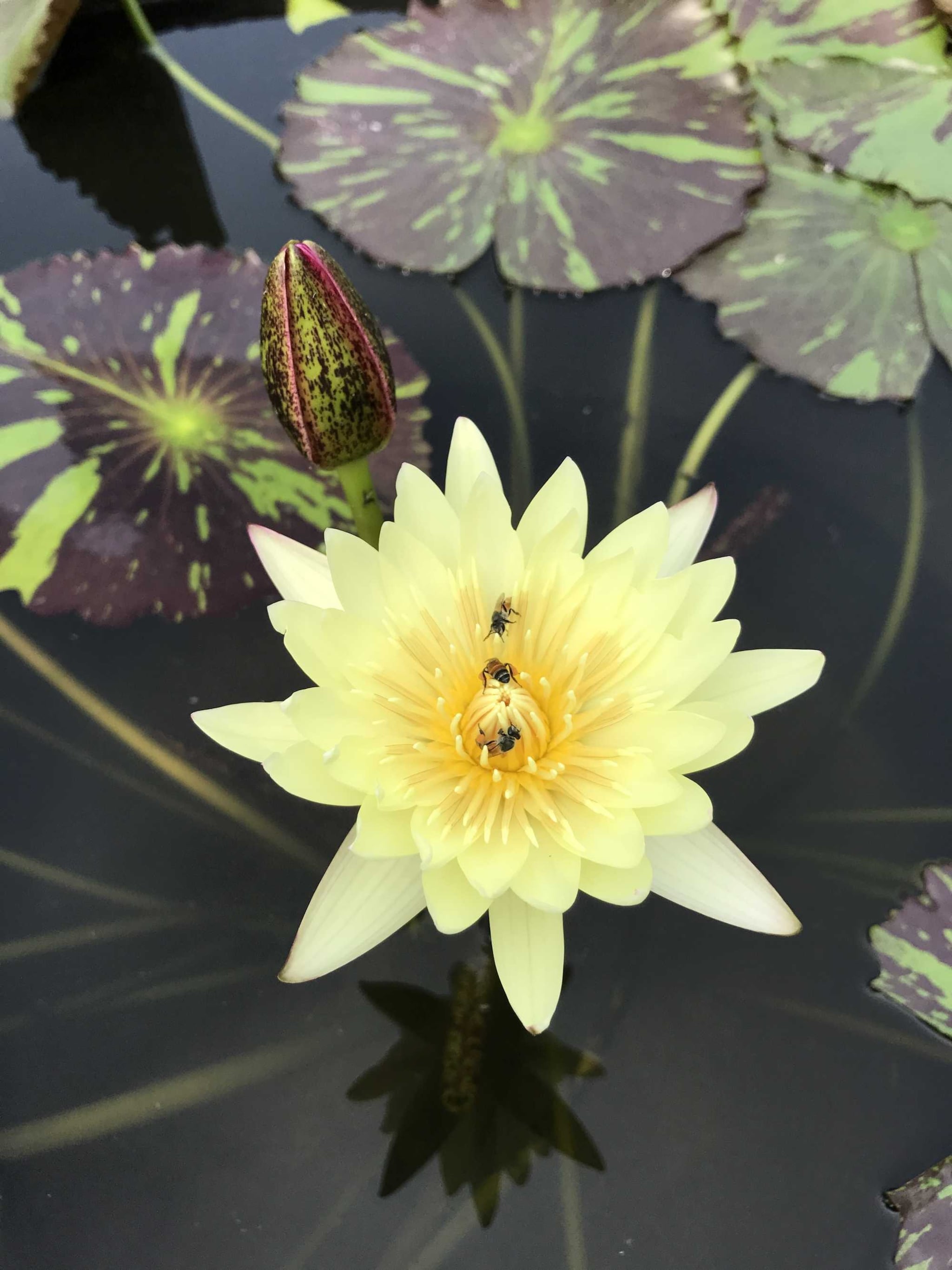 waterlelie sulphurea