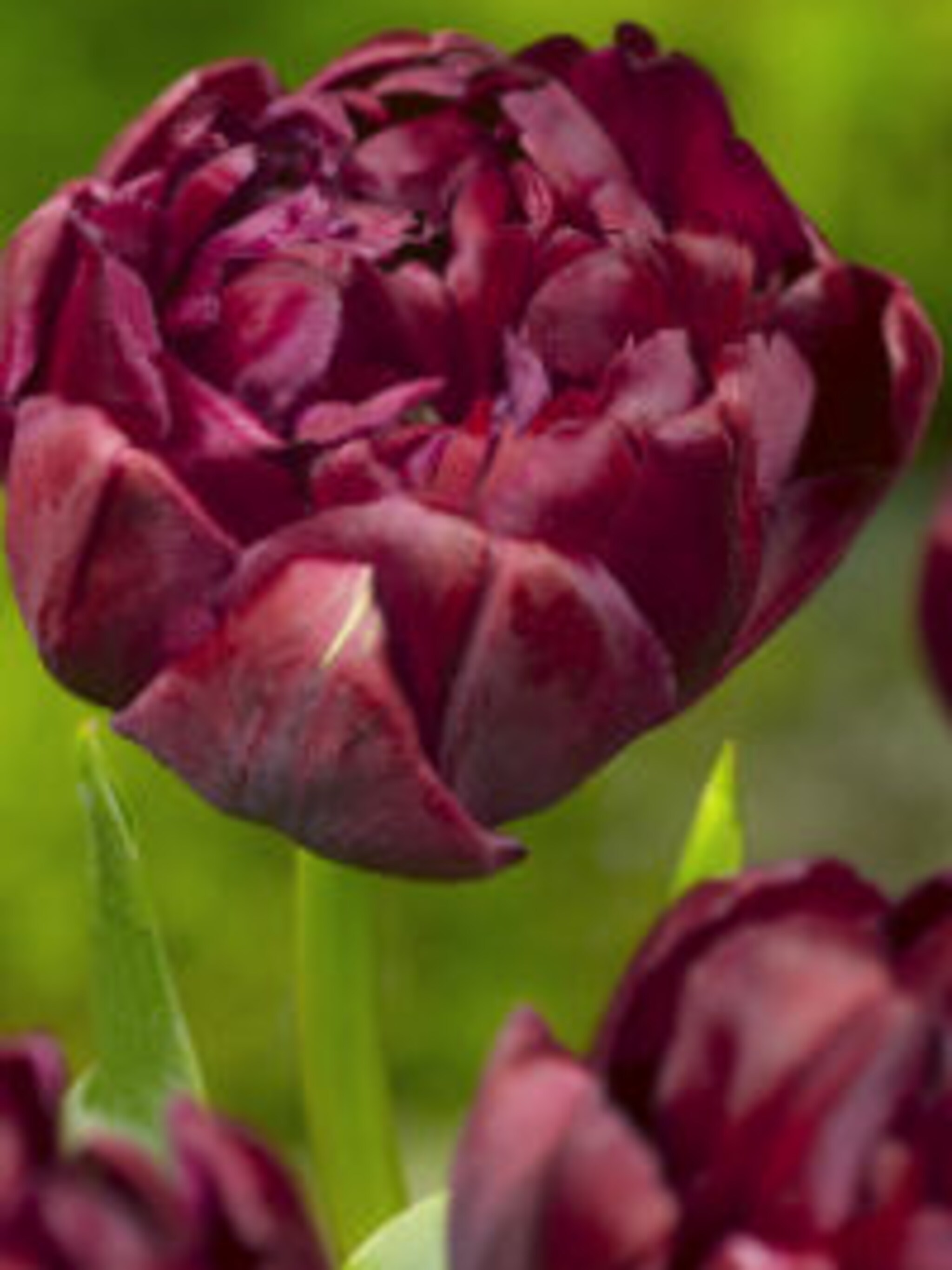 tulp