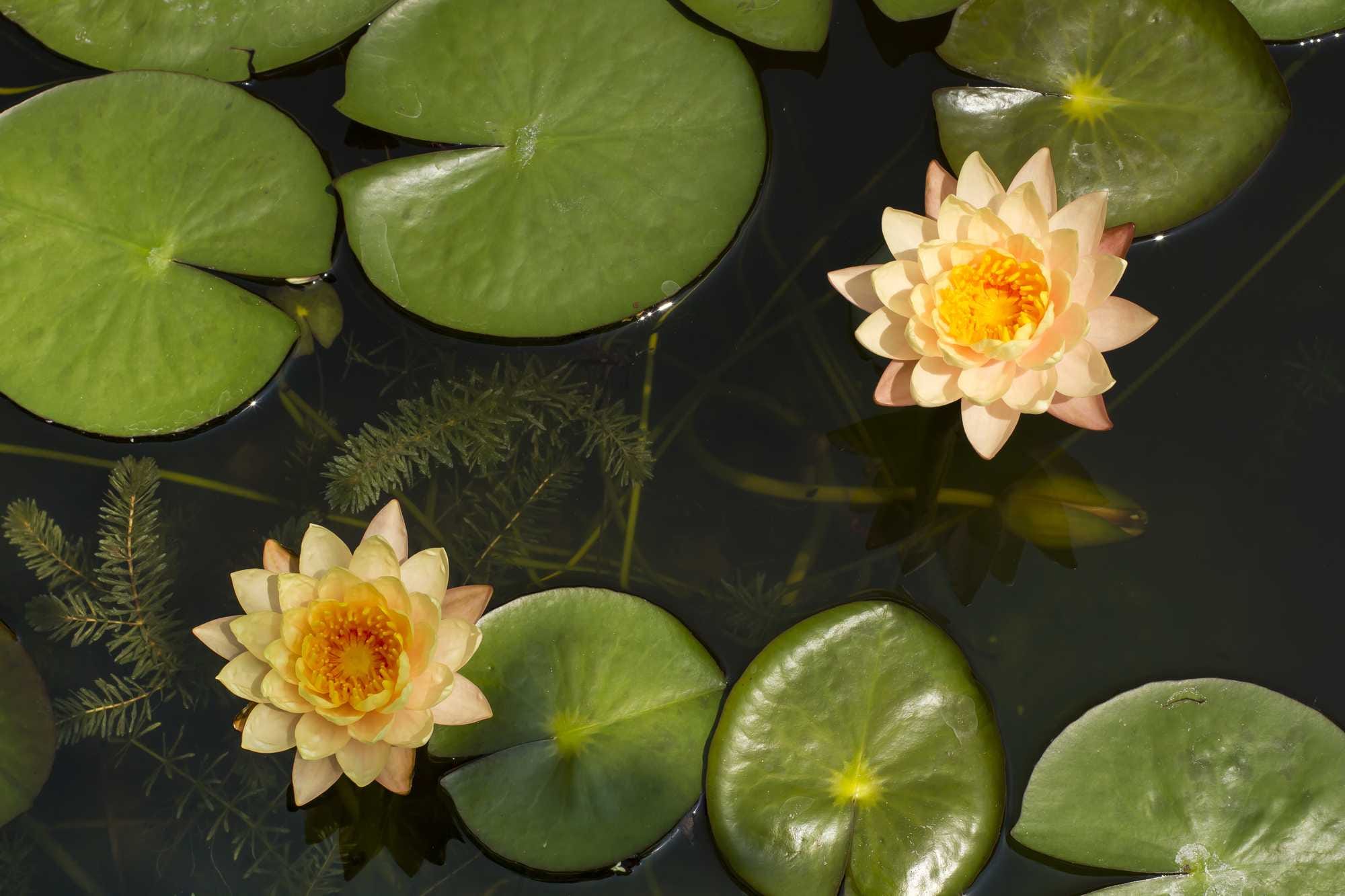 beeld vtwonen Shutterstock / Worraket