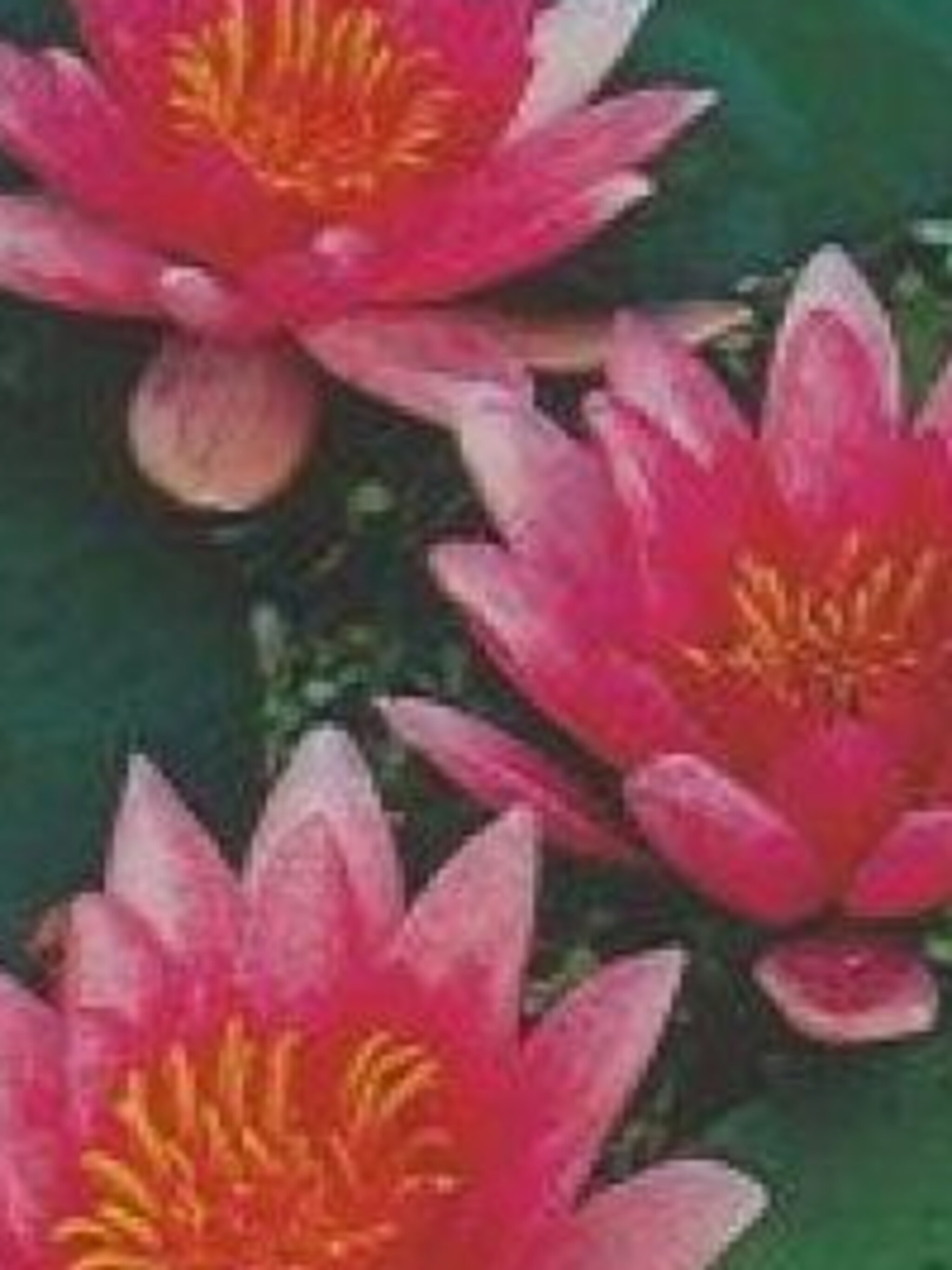 waterlelie laydekeri lilacea