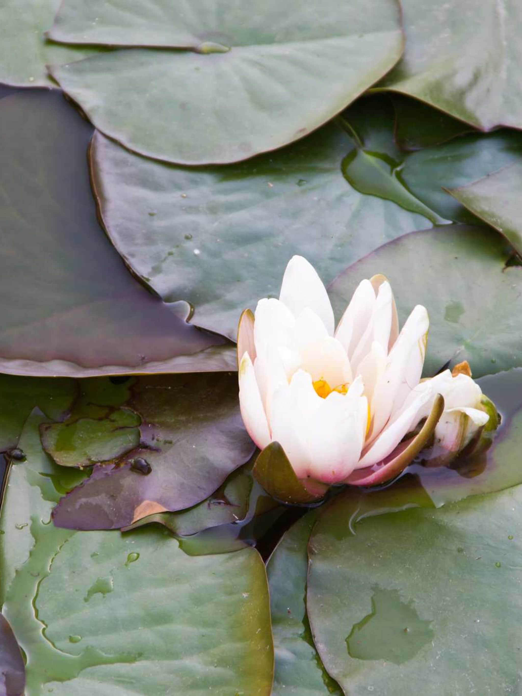 waterlelie marliacea rosea