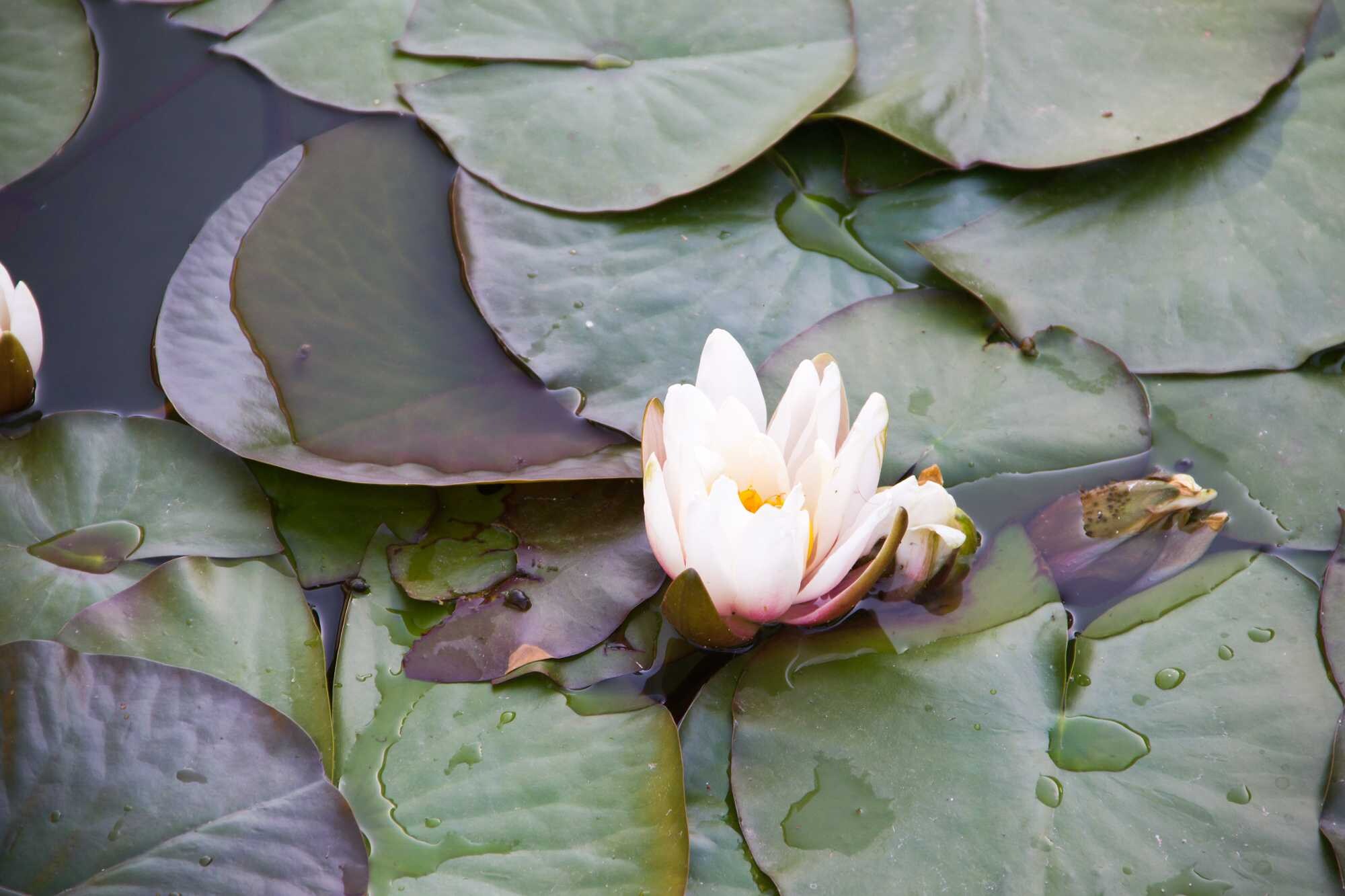 beeld vtwonen Shutterstock / Emena