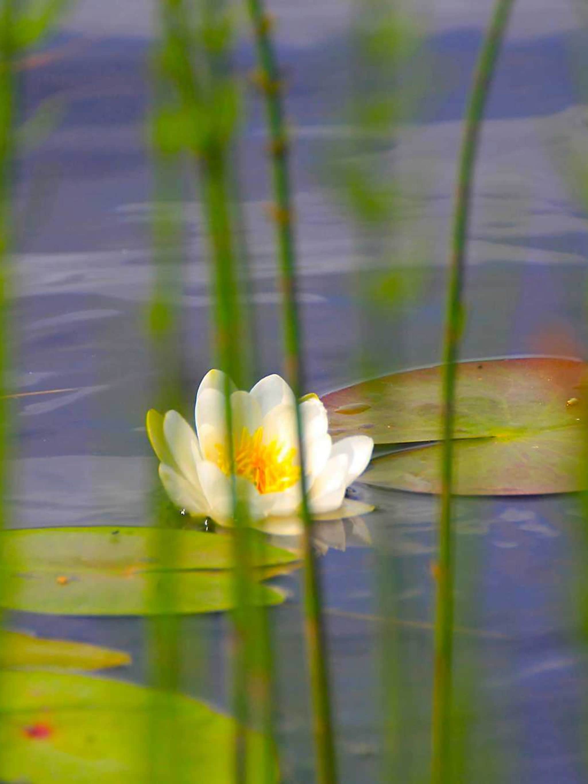 waterlelie nymphaea