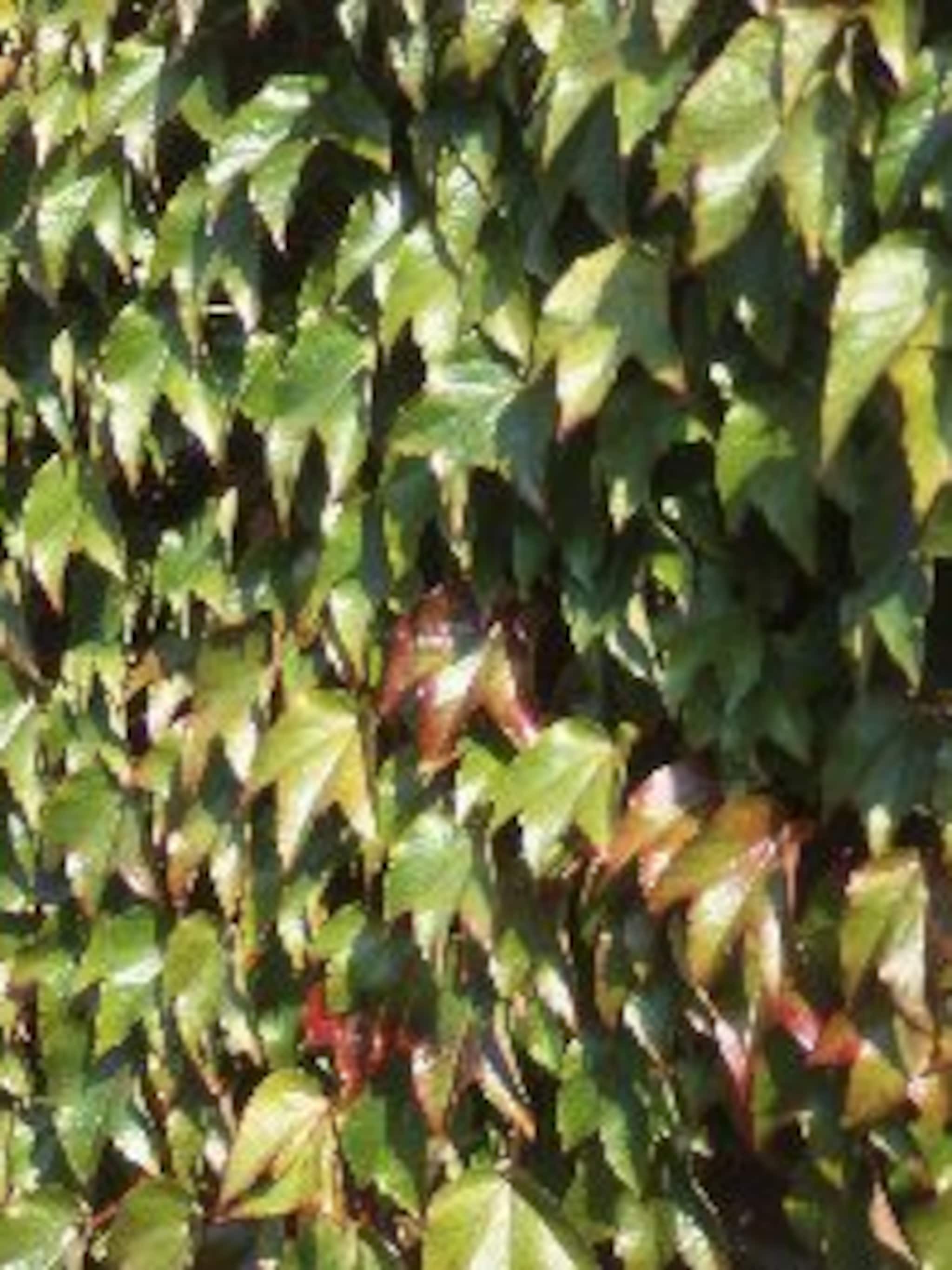 wilde wingerd veitch boskoop