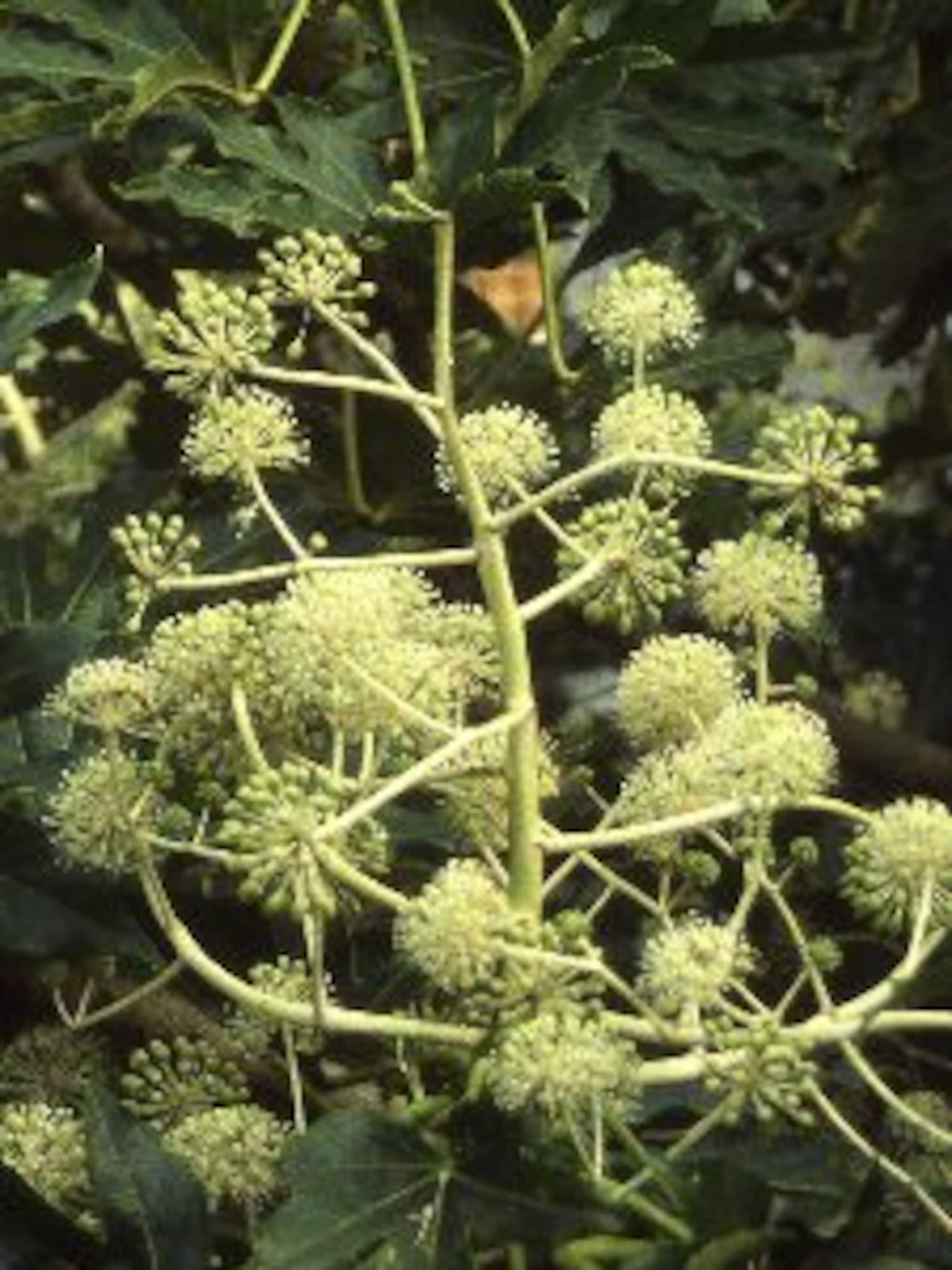 vingerplant