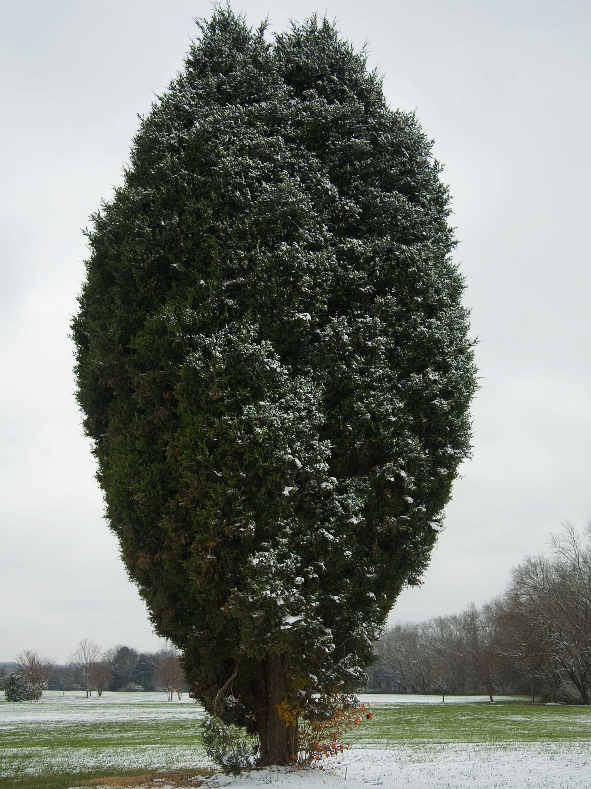 virginische jeneverbes canaertii