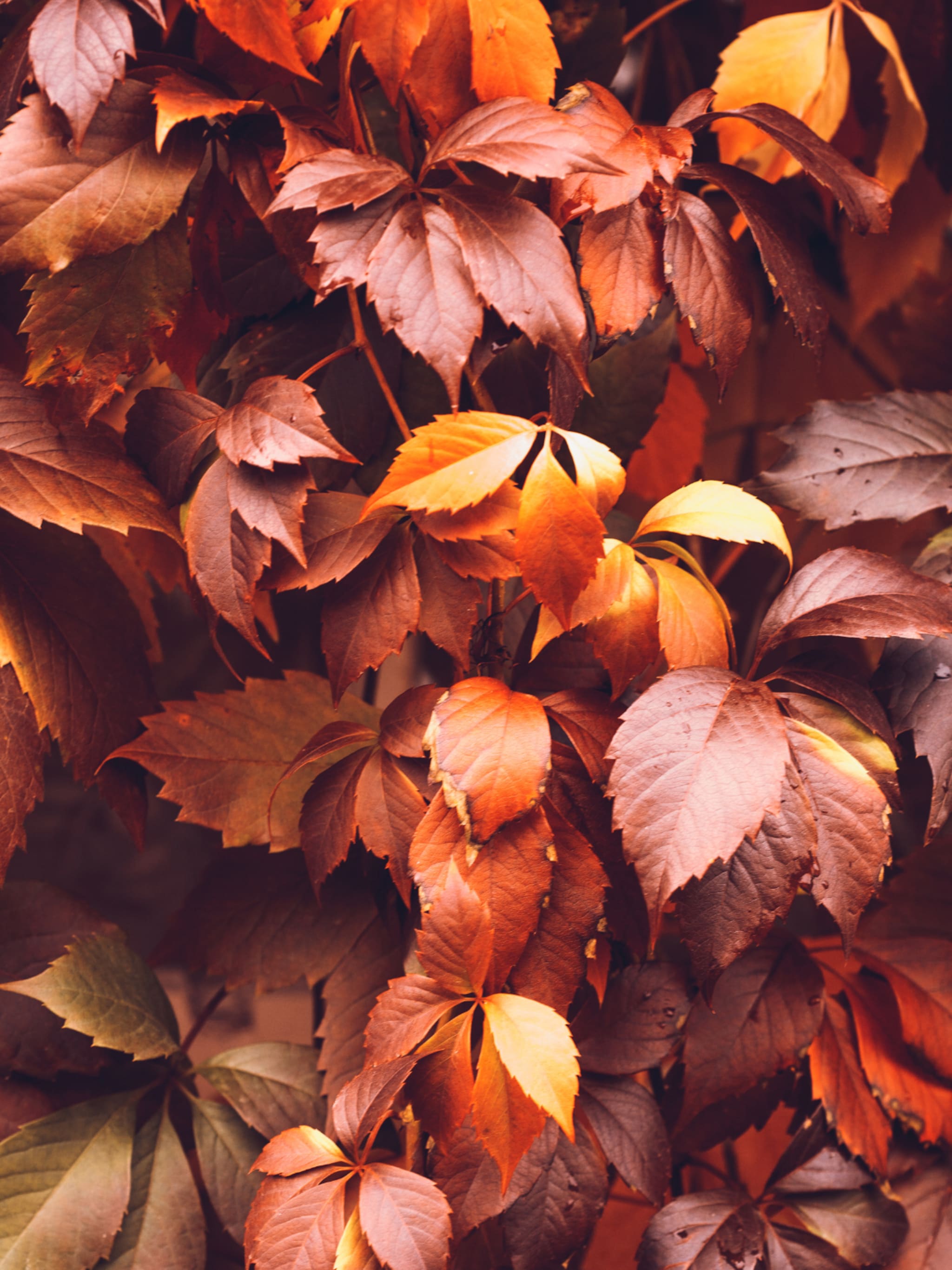 wilde wingerd parthenocissus quinquefolia