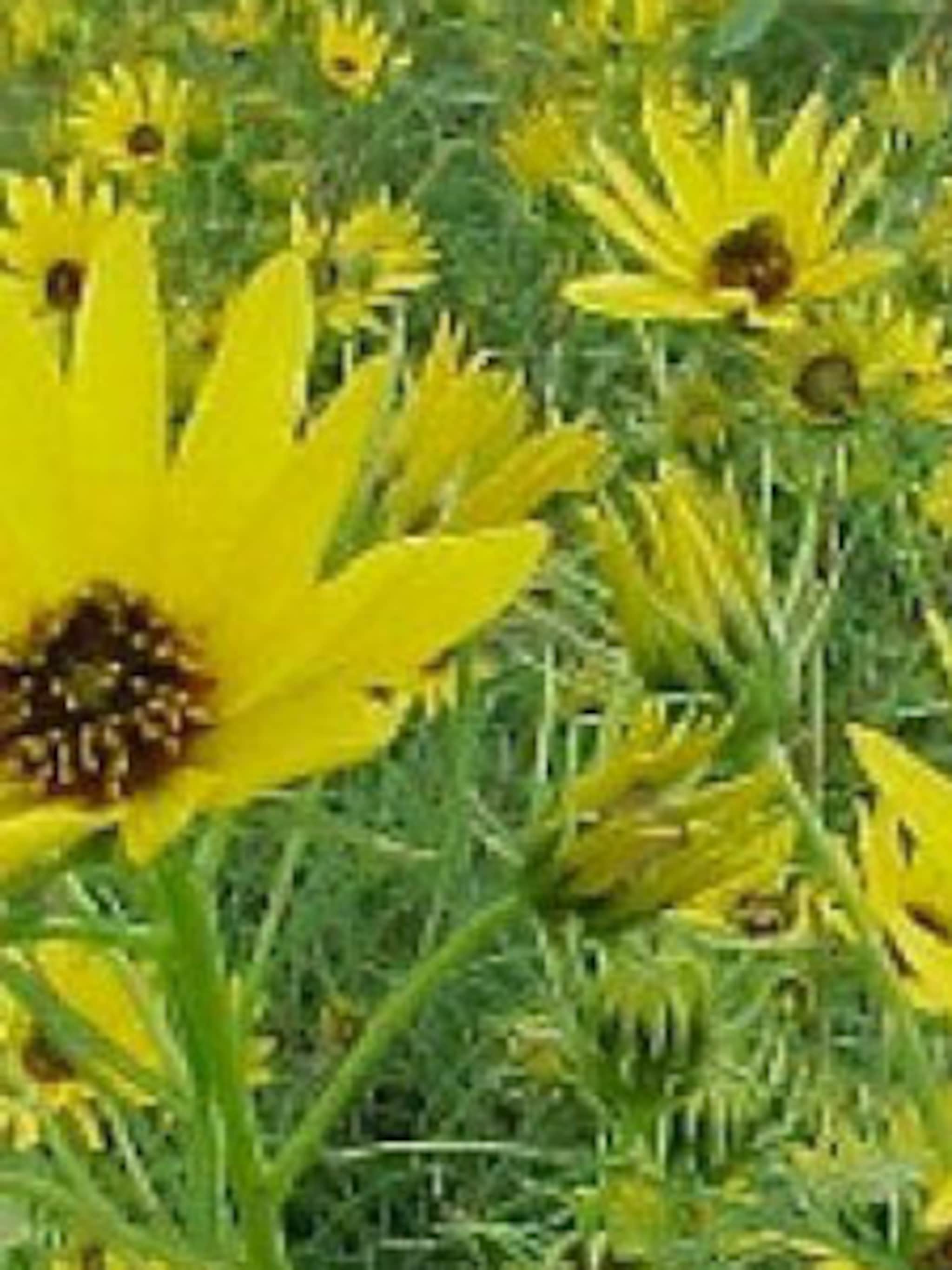 wilgbladige zonnebloem