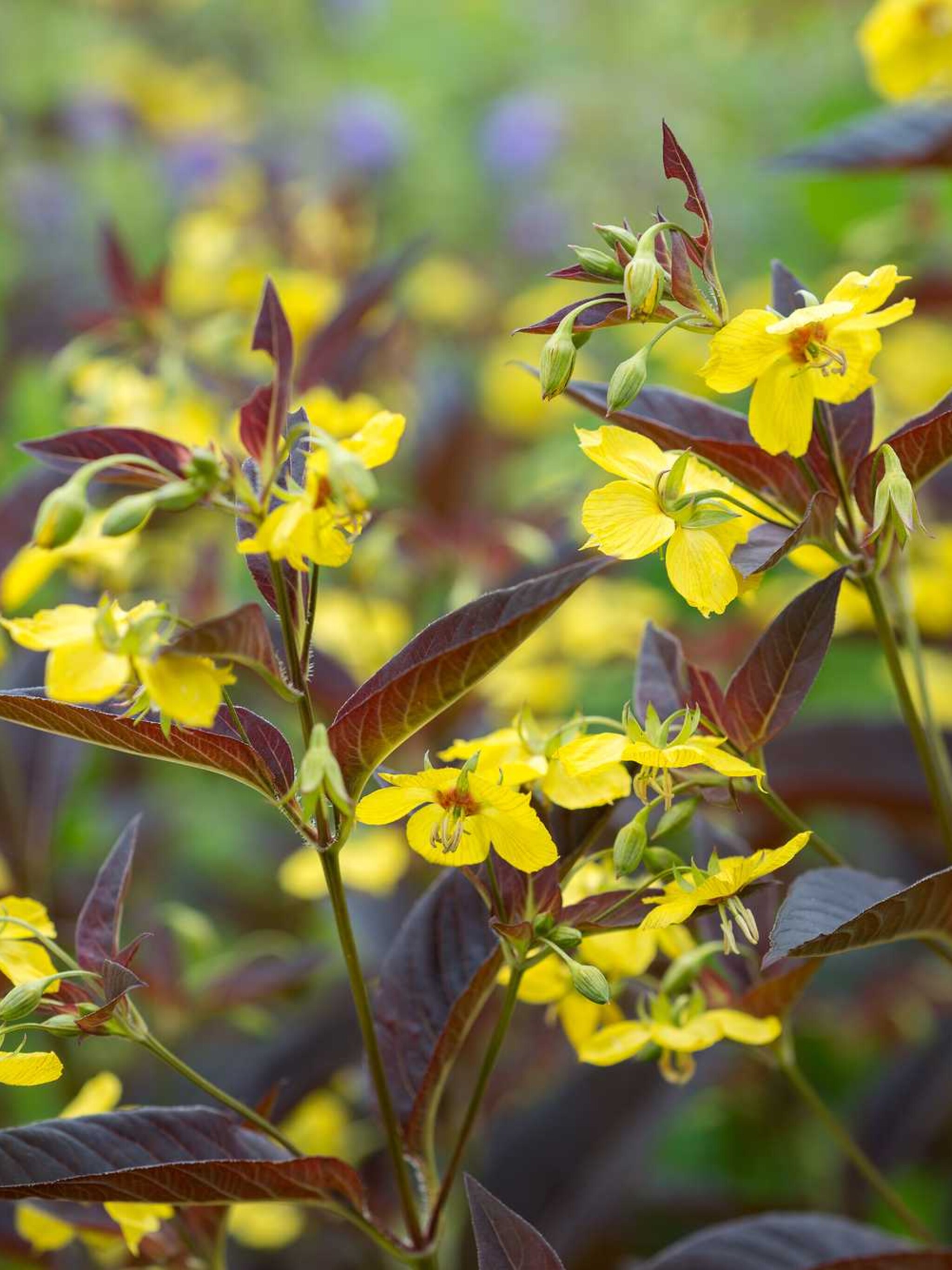 wederik lysimachia ciliata