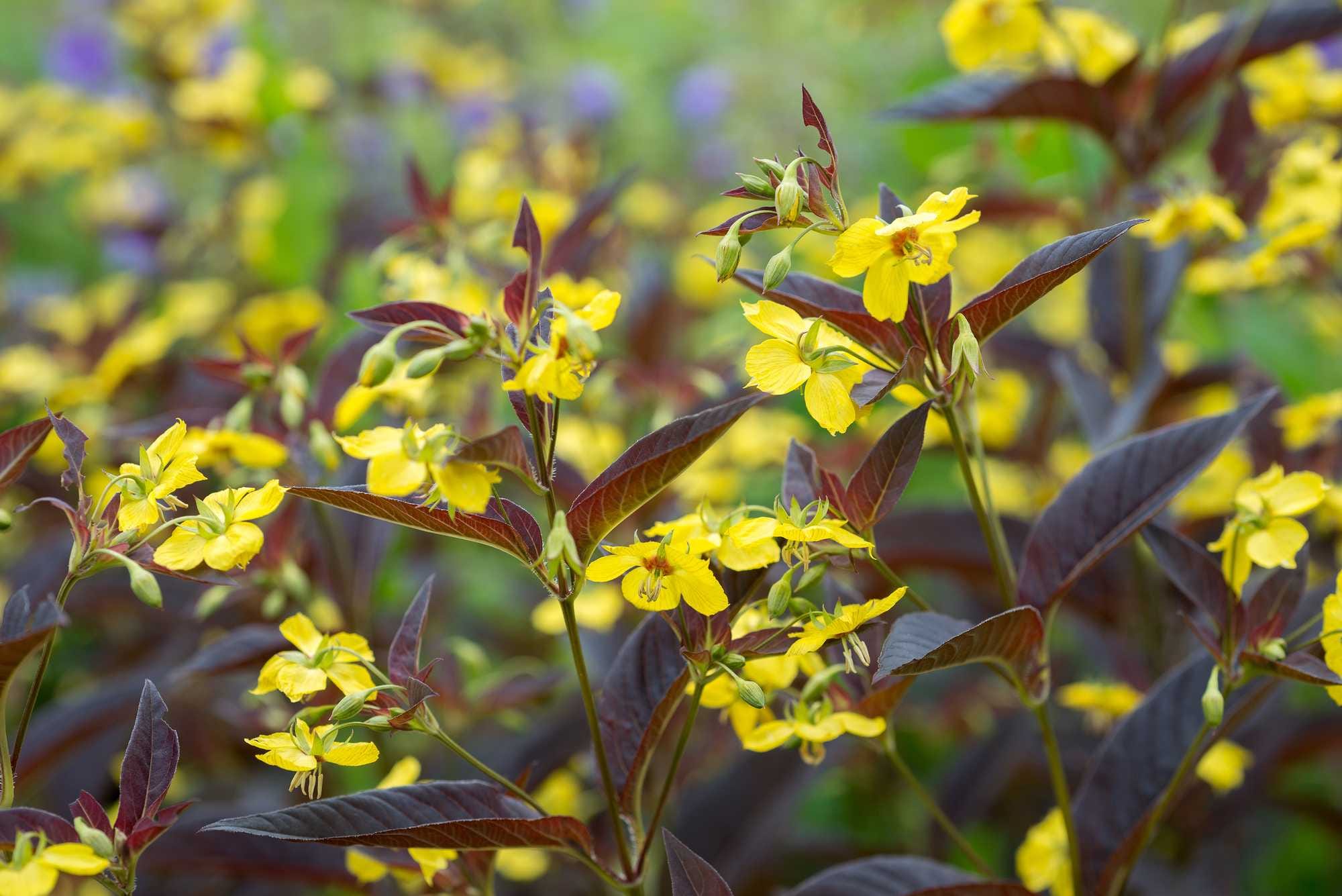 wederik-lysimachia-ciliata