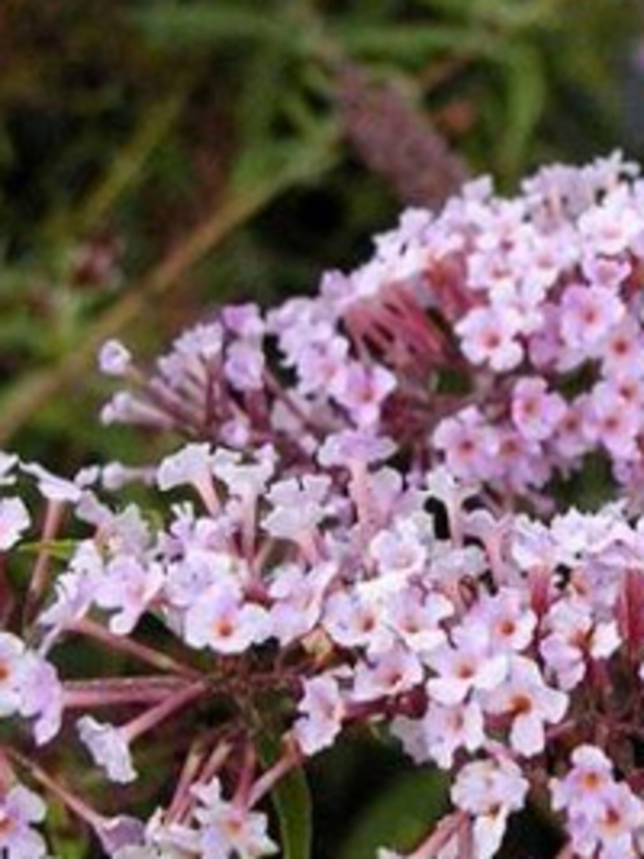 vlinderstruik var nanhoensis