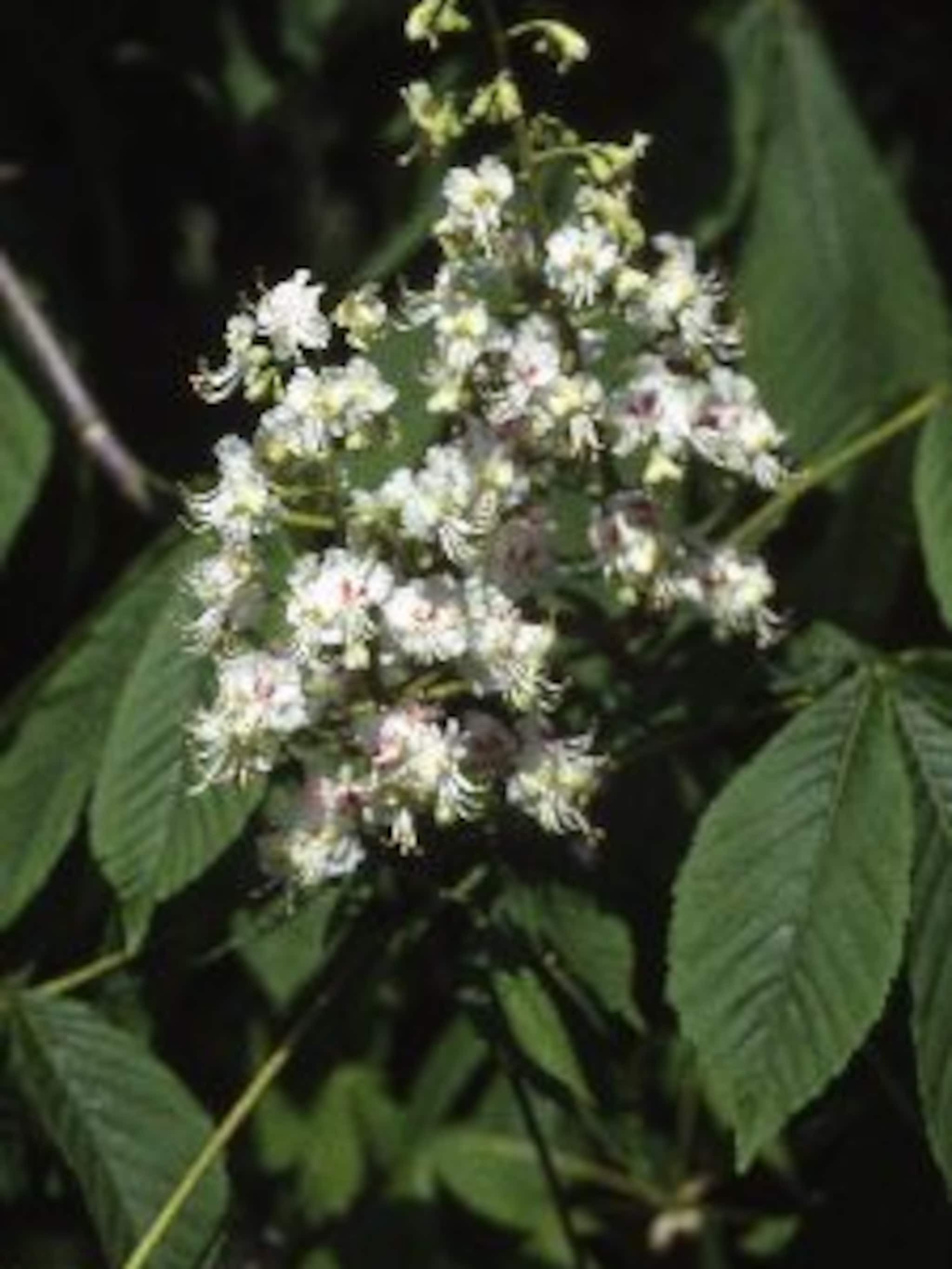 witte paardenkastanje aesculus hippocastanum