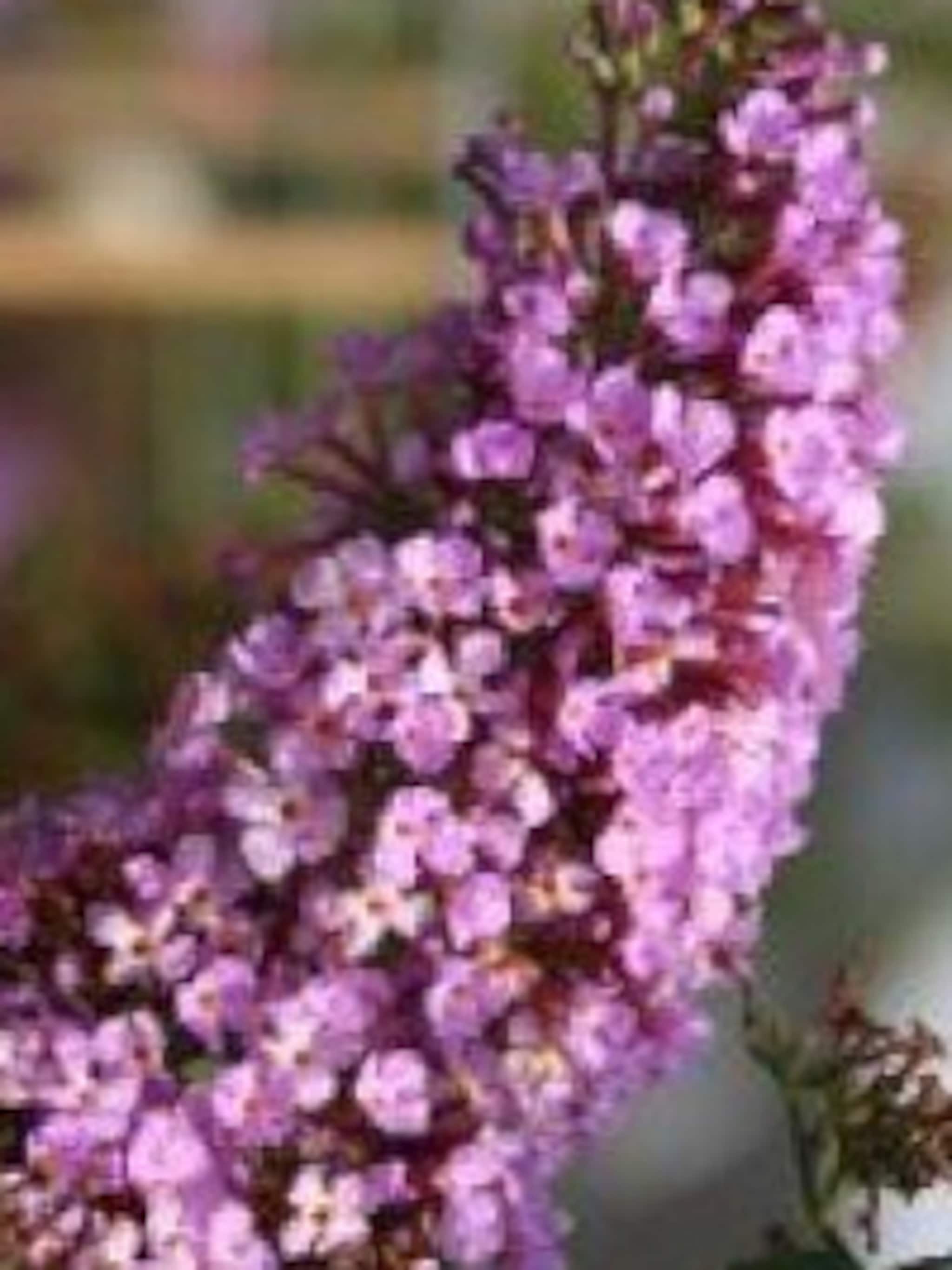 vlinderstruik buddleja davidii