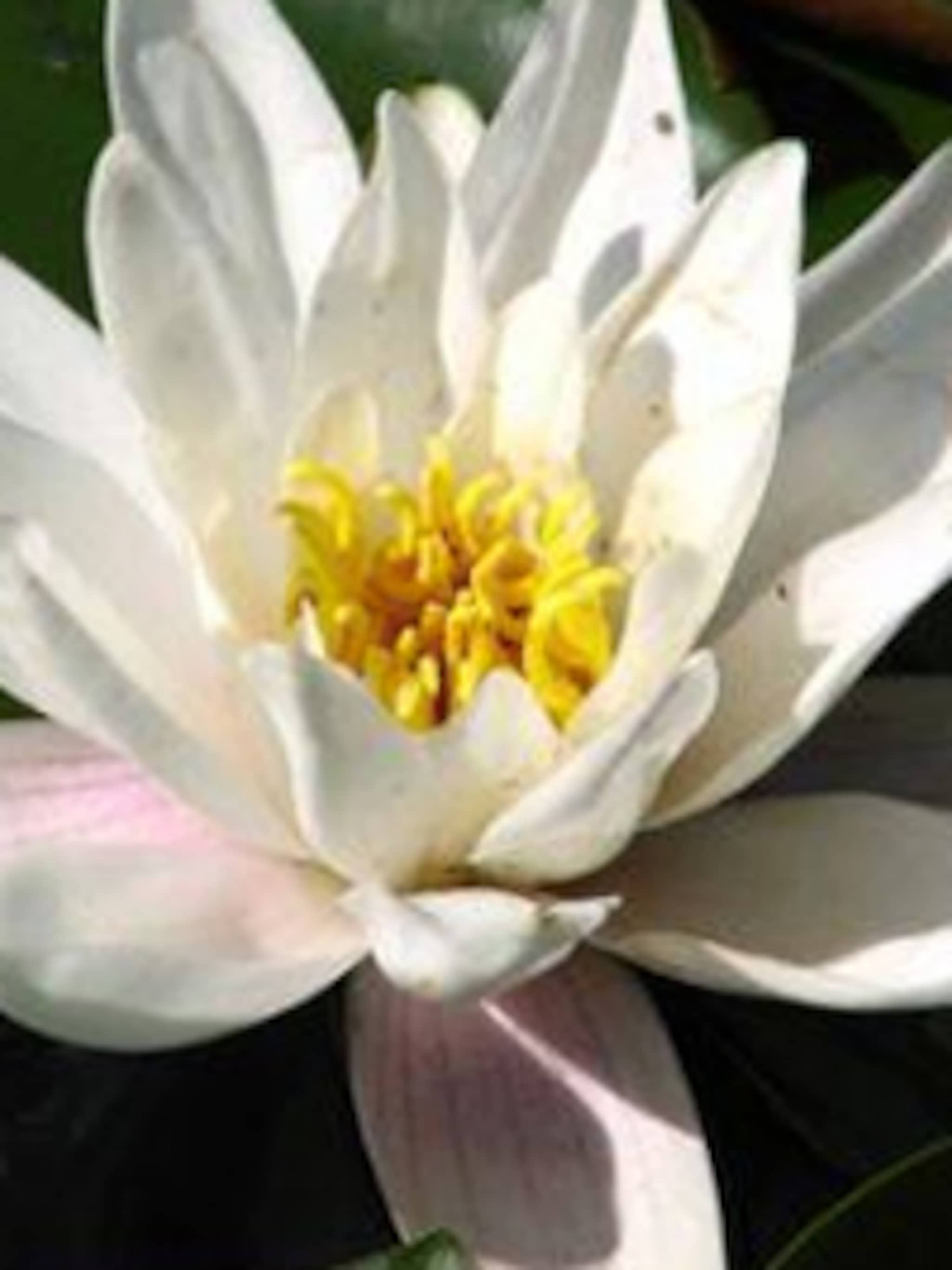 witte waterlelie