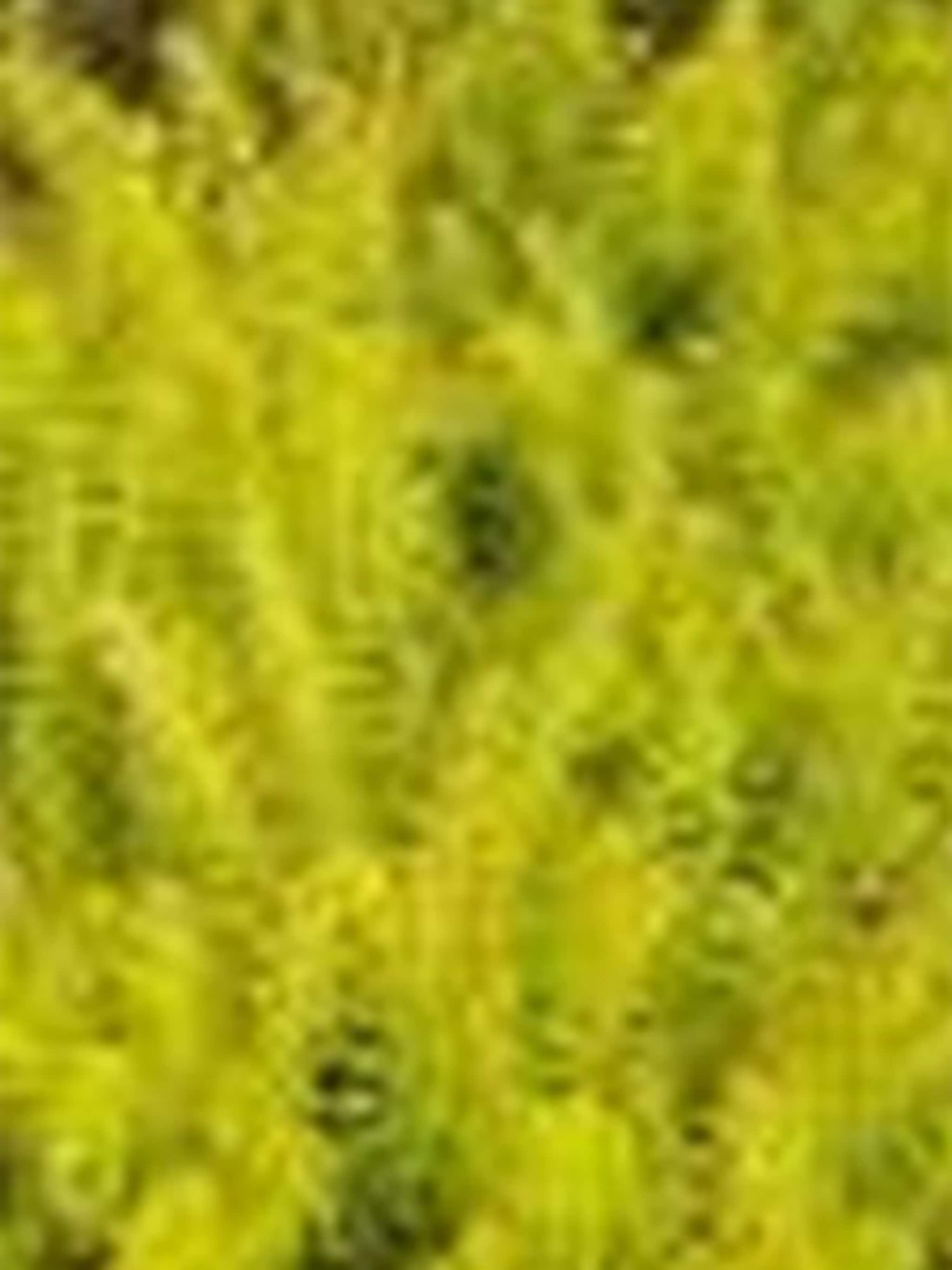 winterheide aurea