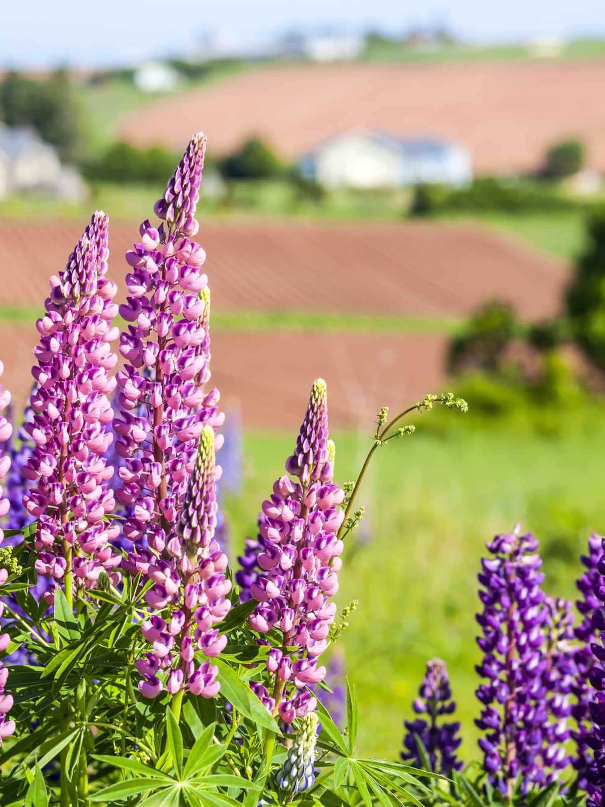 vlinderstruik purple prince