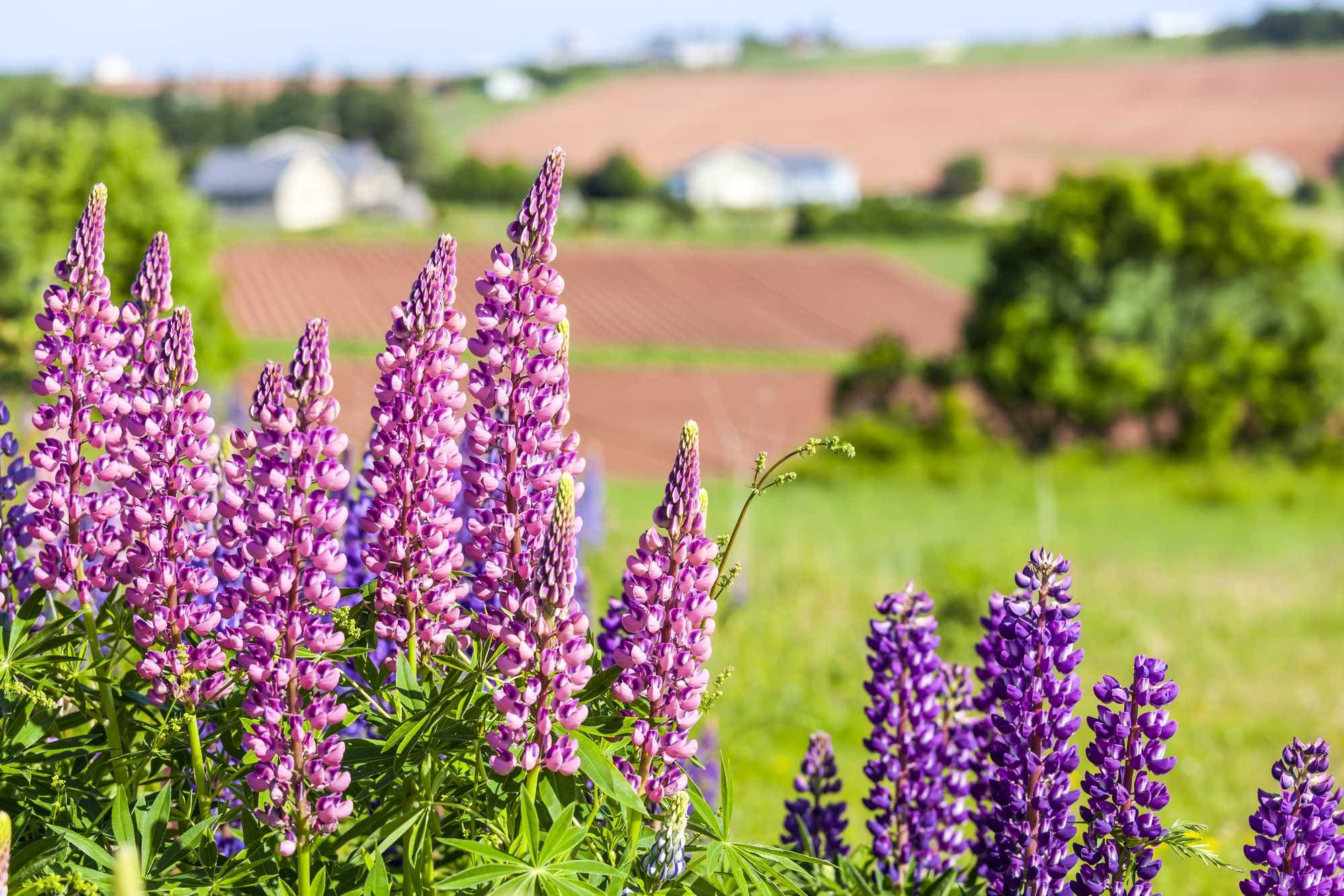 beeld vtwonen Shutterstock / V J Matthew