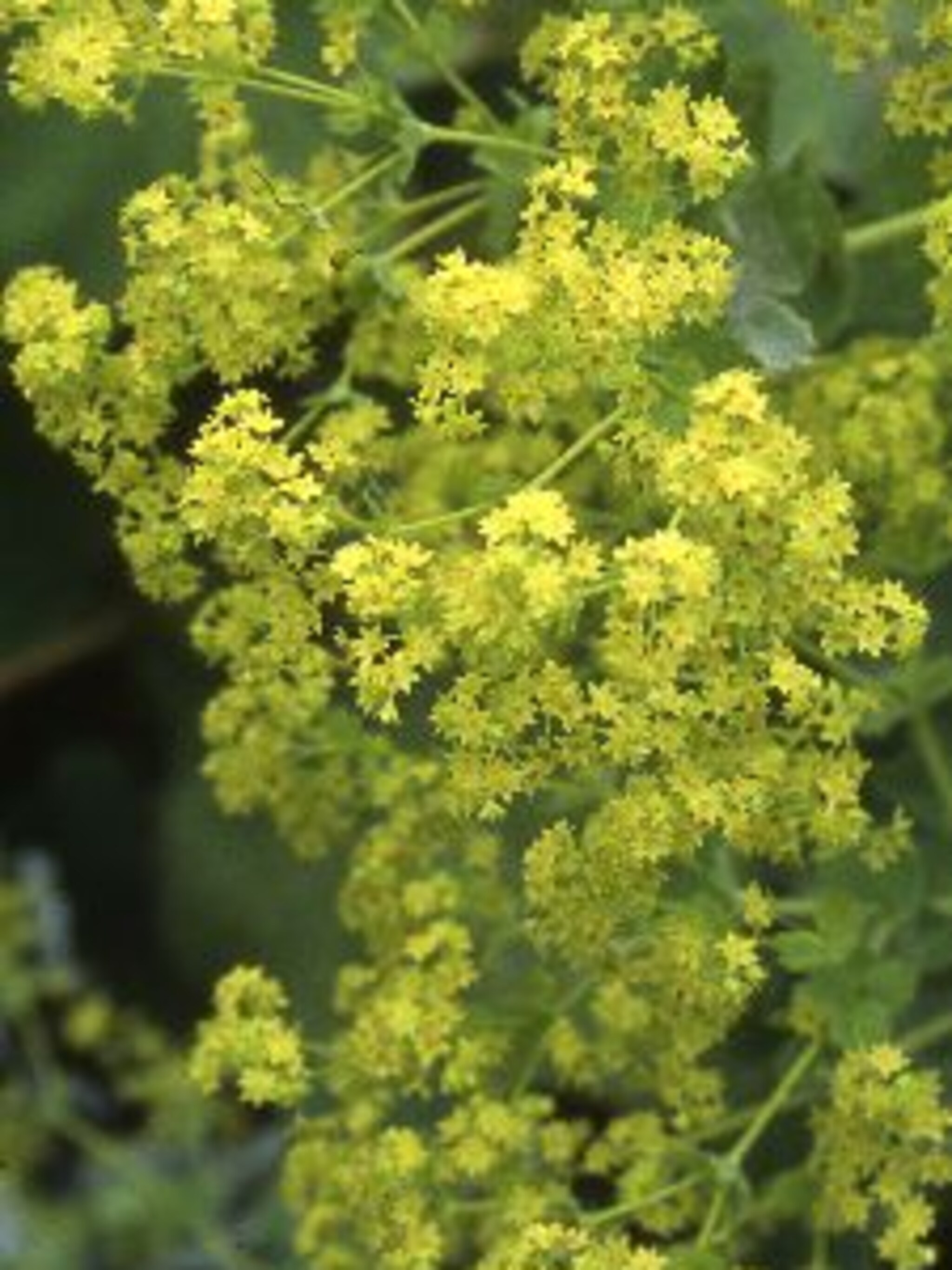 vrouwenmantel robustica