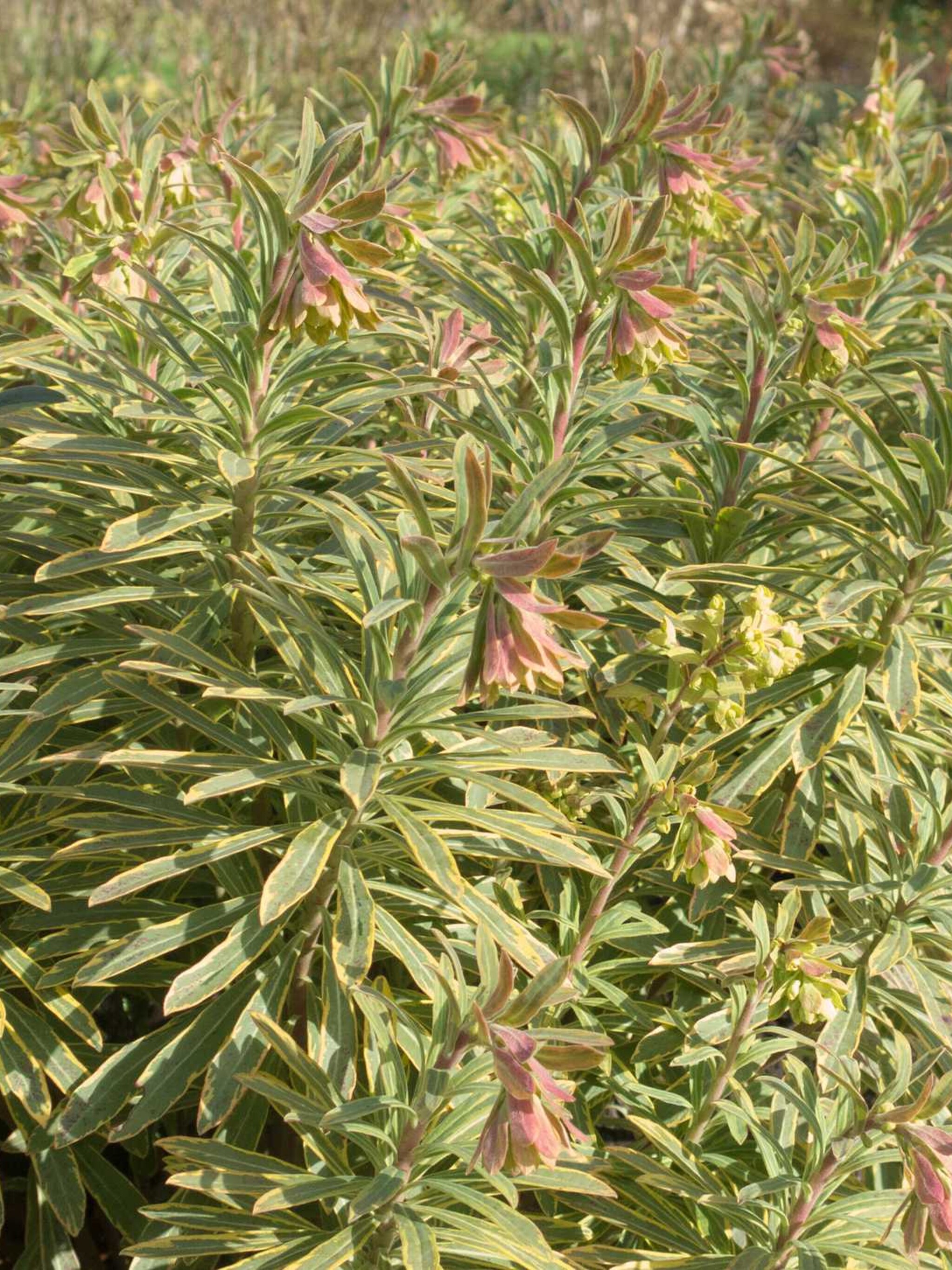 wolfsmelk euphorbia martinii