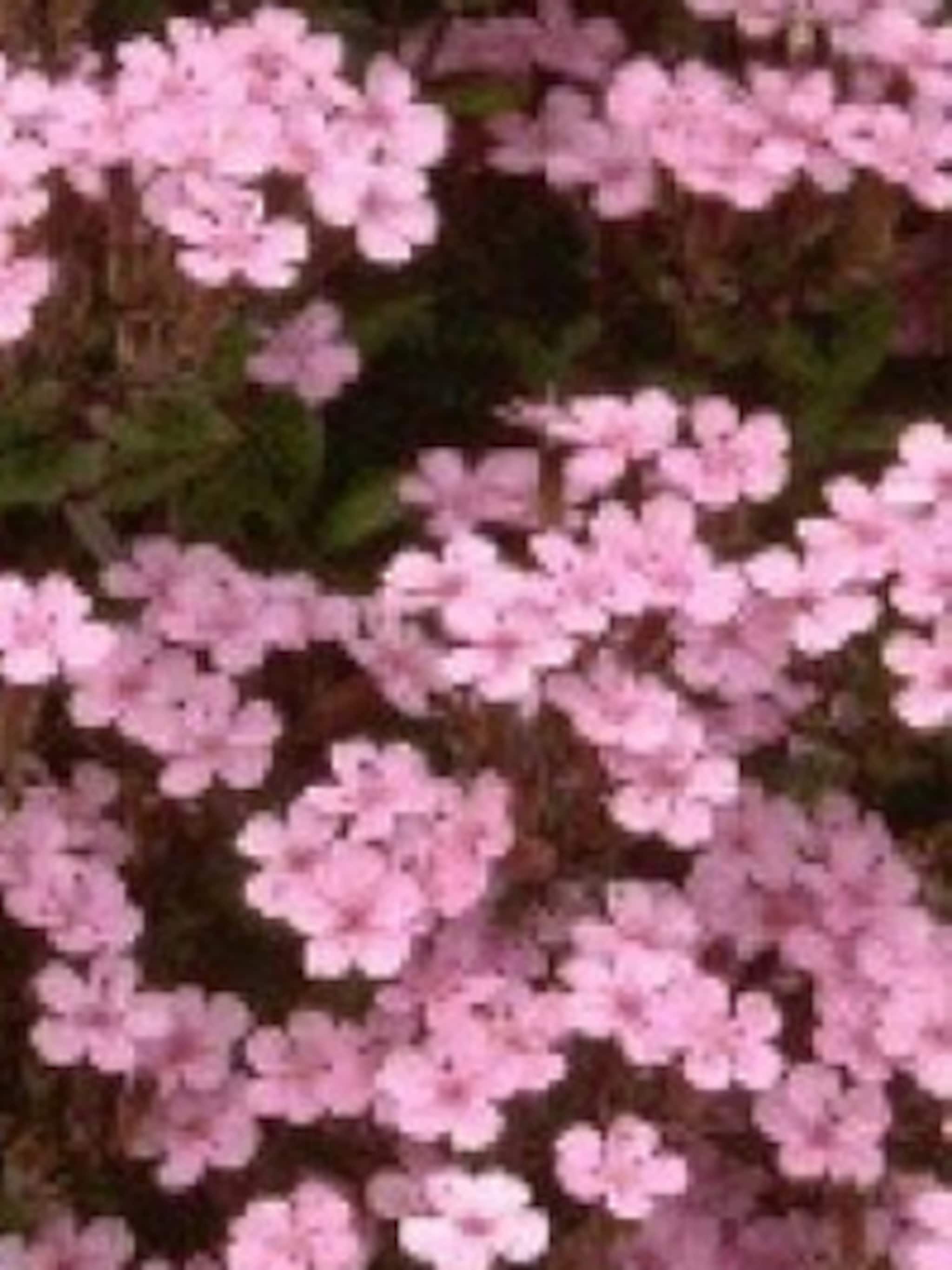 zeepkruid saponaria ocymoides