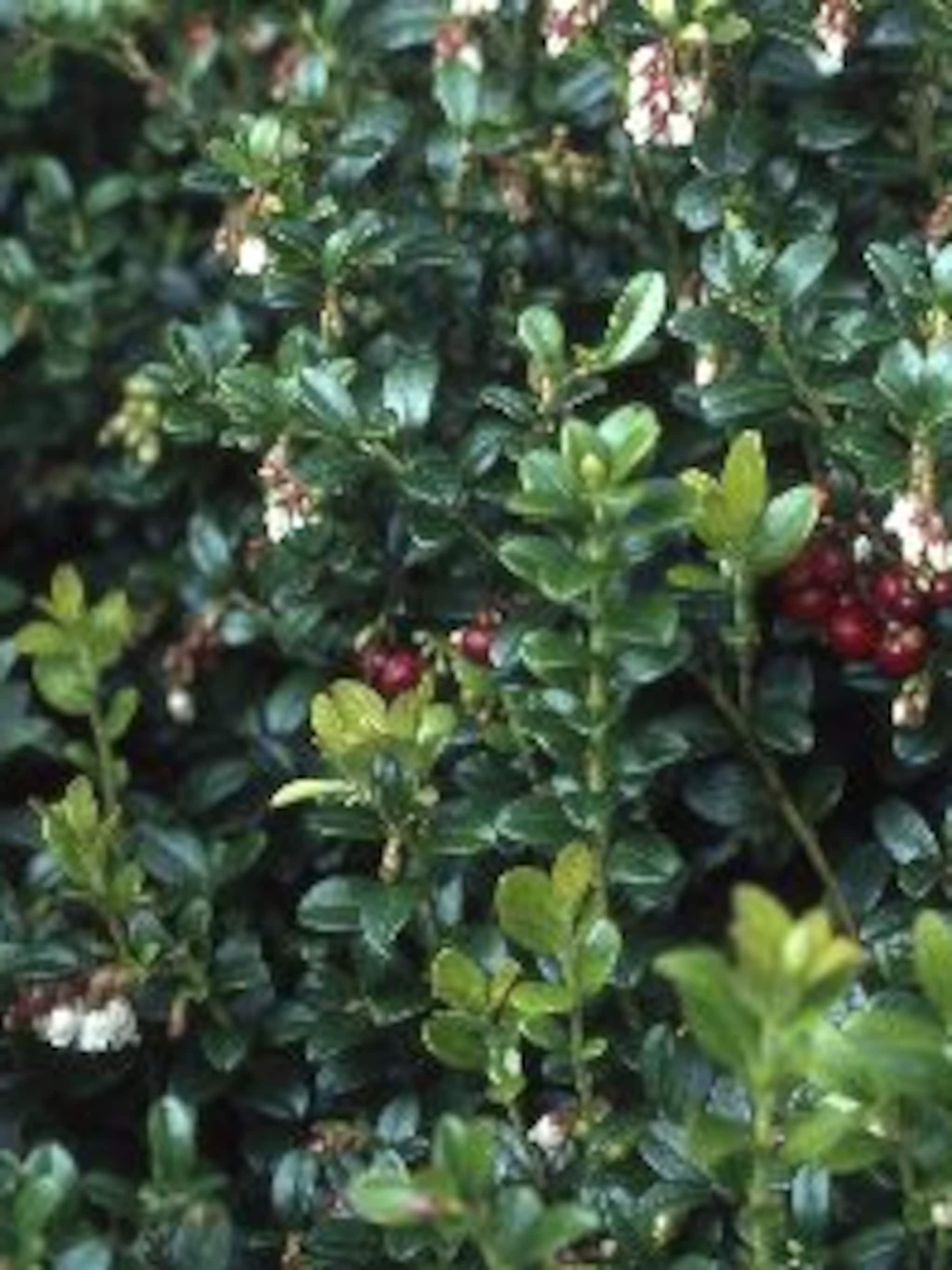 vossenbes vaccinium vitis idaea
