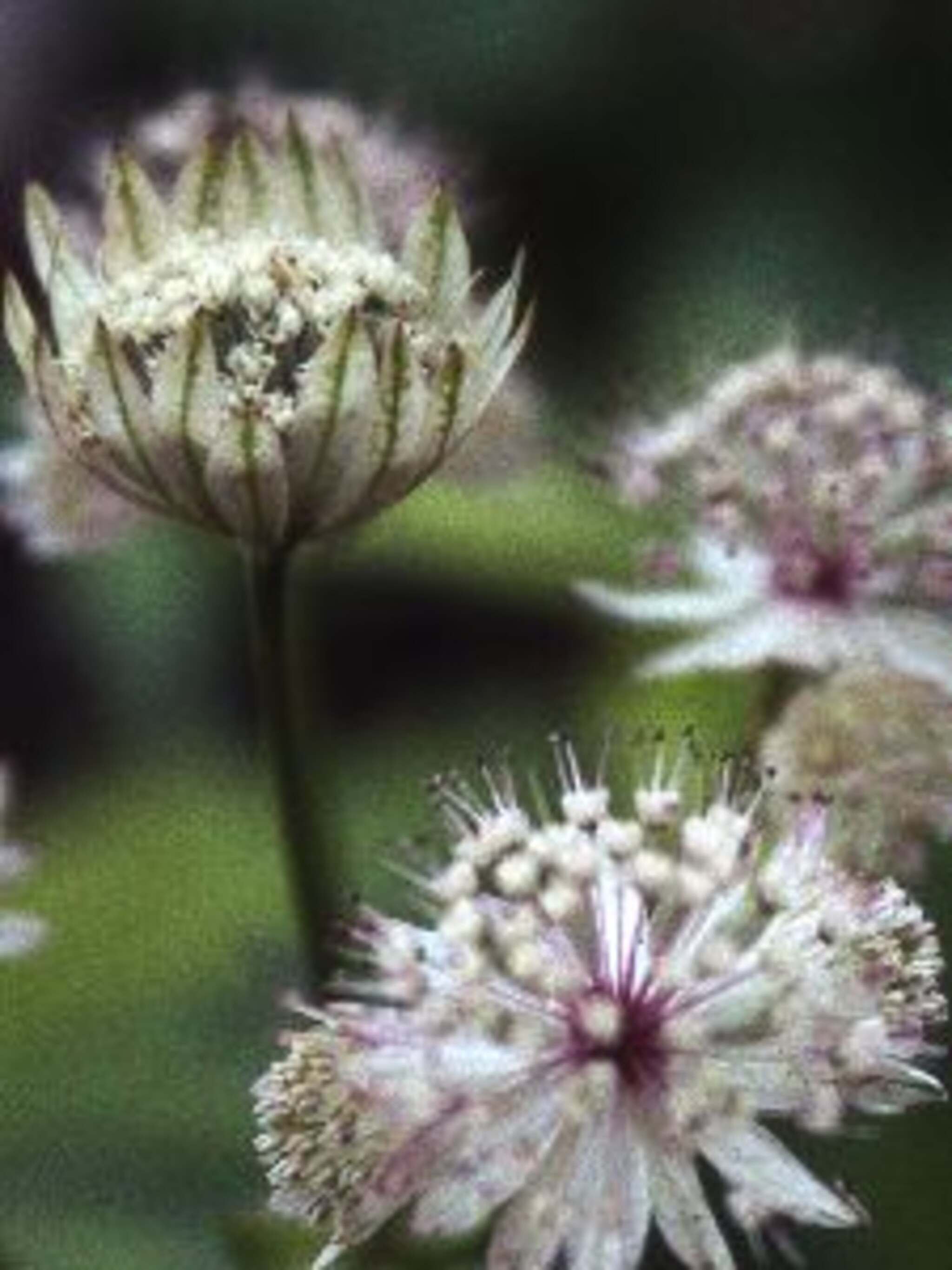 zeeuws knoopje astrantia major