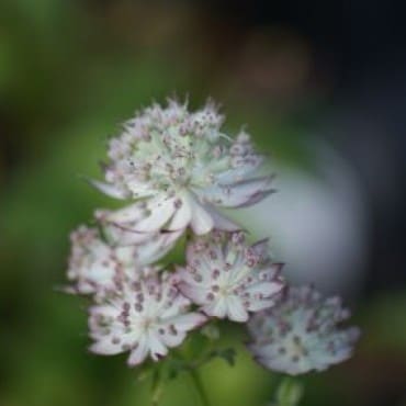 Bestel deze plant bij Directplant