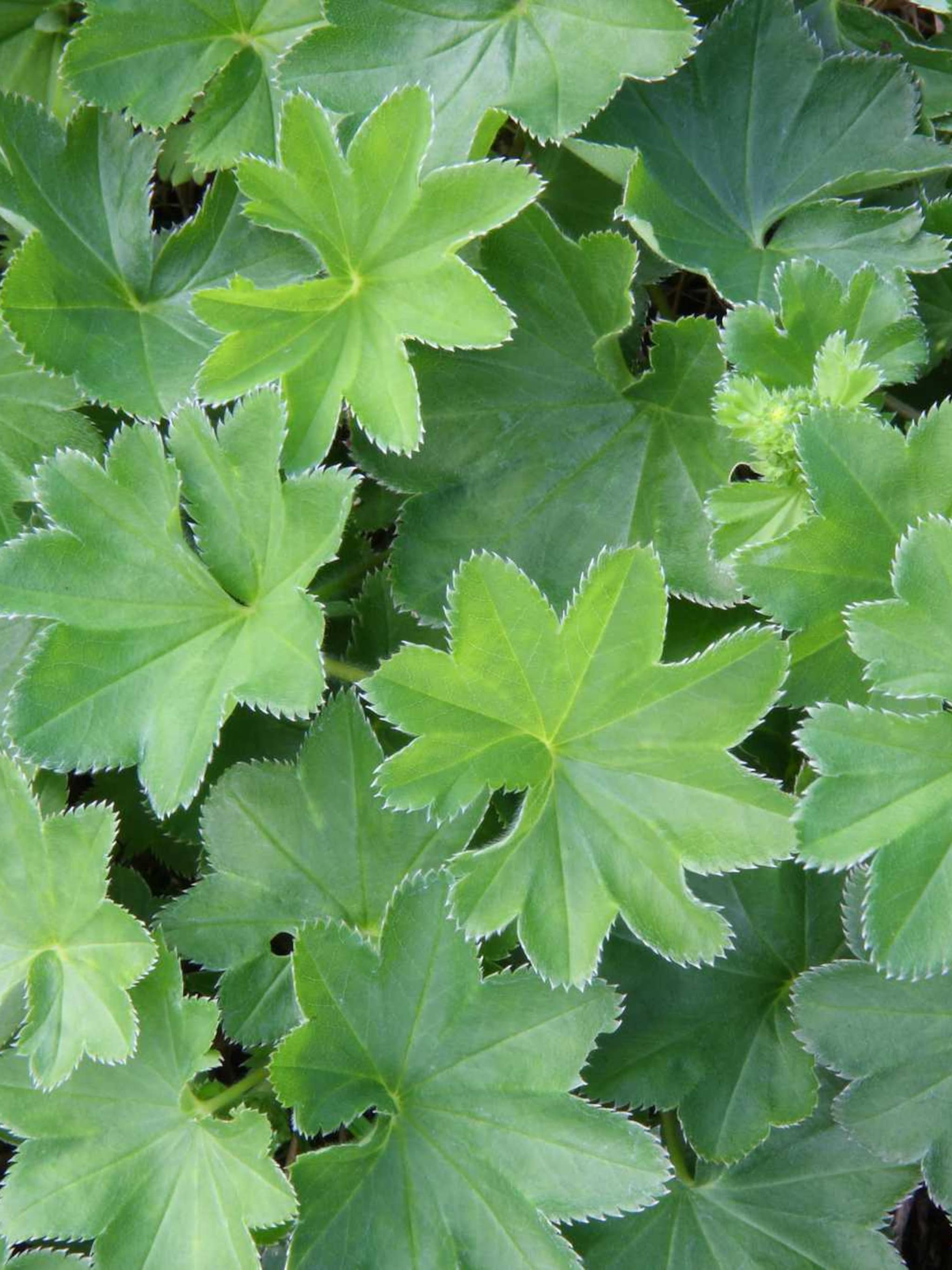 vrouwenmantel alchemilla conjuncta