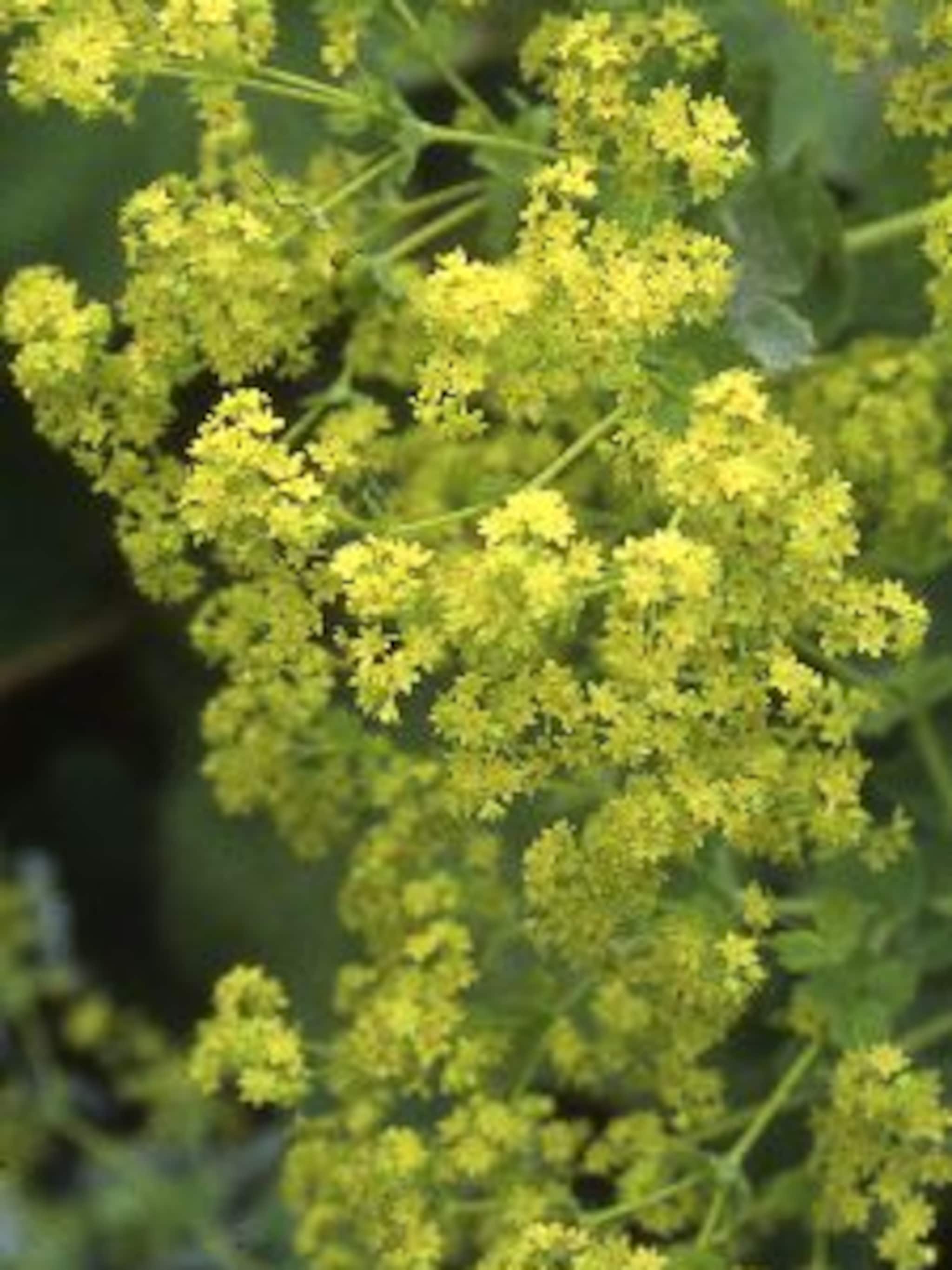 vrouwenmantel alchemilla mollis