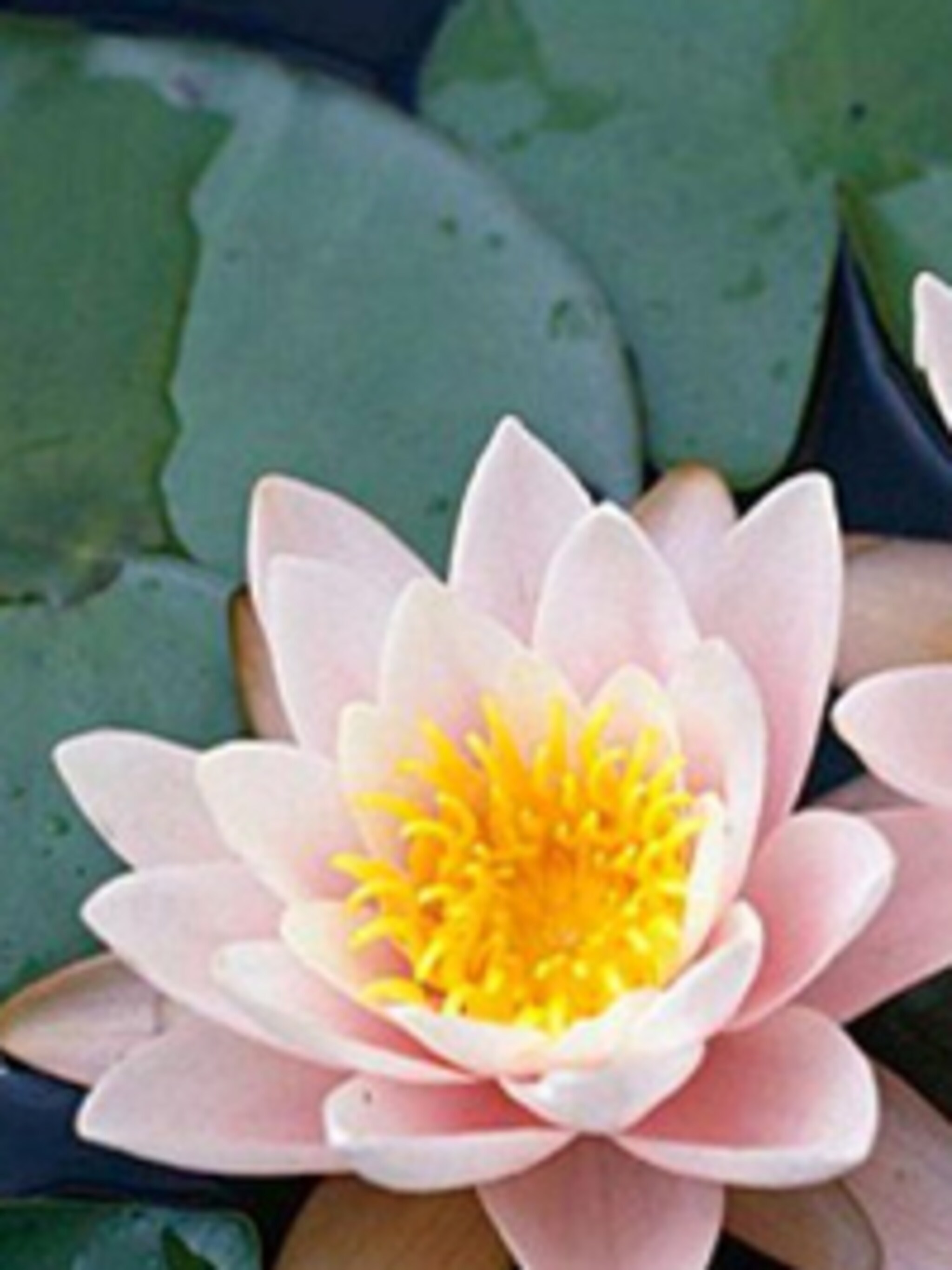 waterlelie marliacea carnea