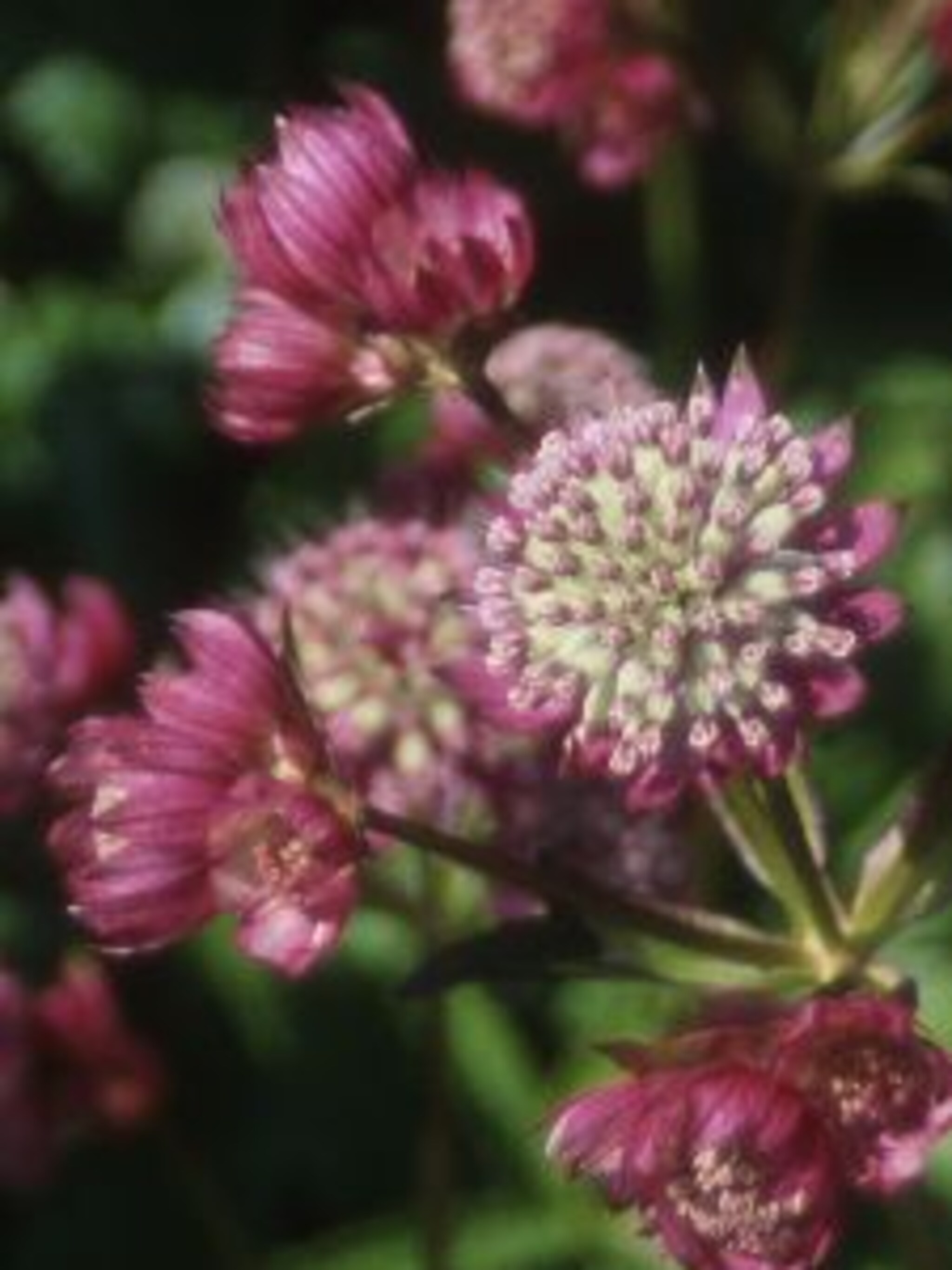 zeeuws knoopje astrantia carniolica rubra