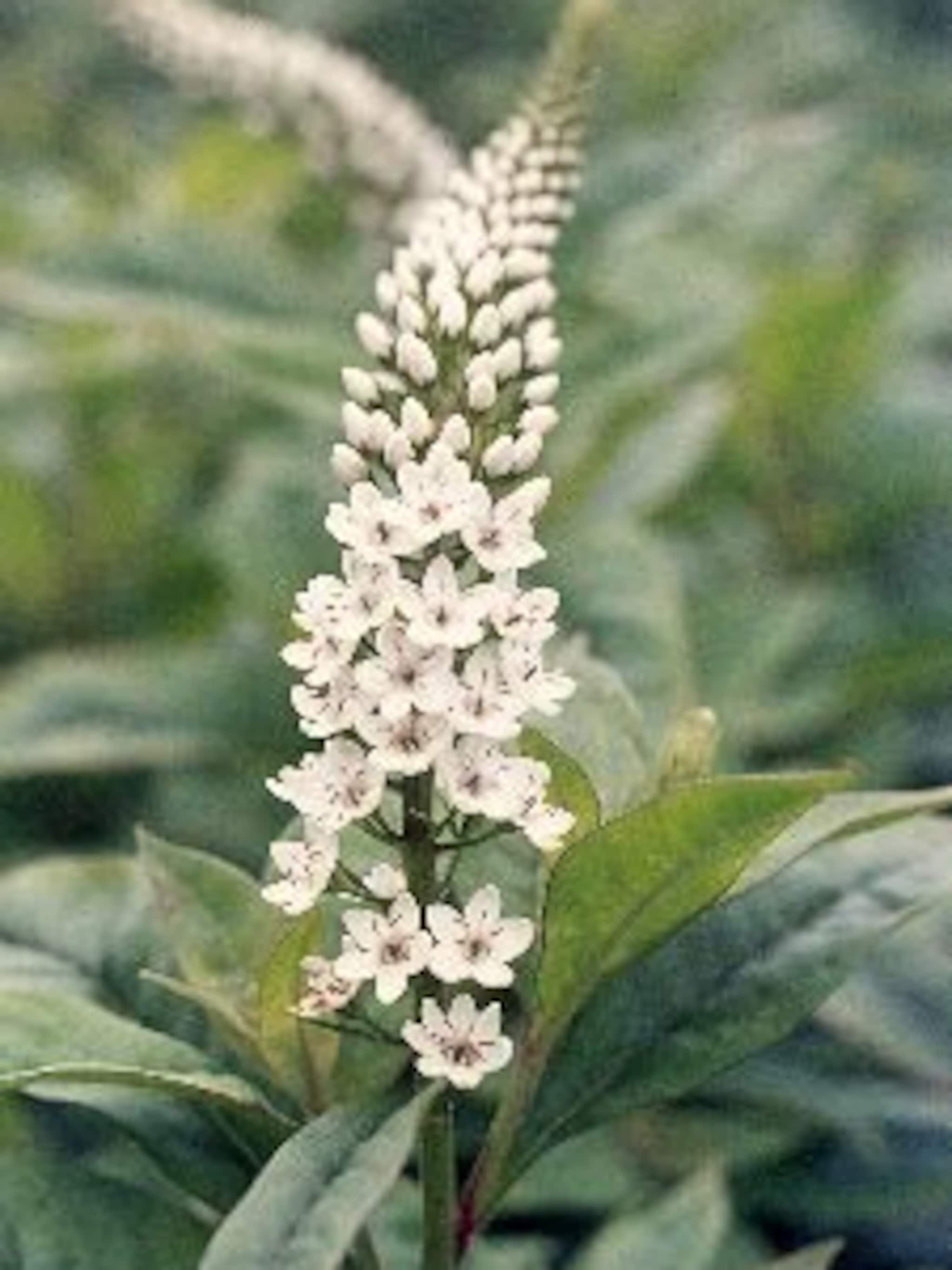 wederik lysimachia clethroides