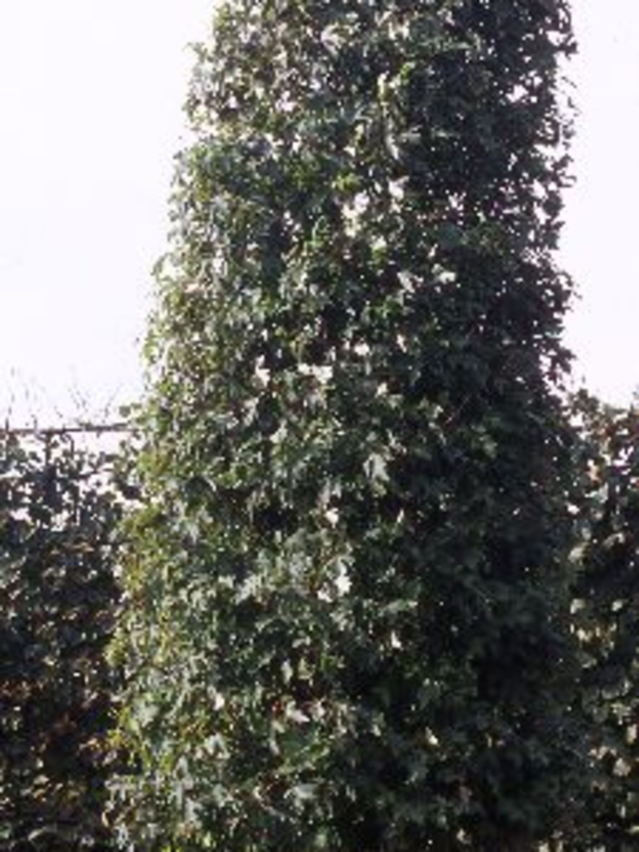 zilveresdoorn
