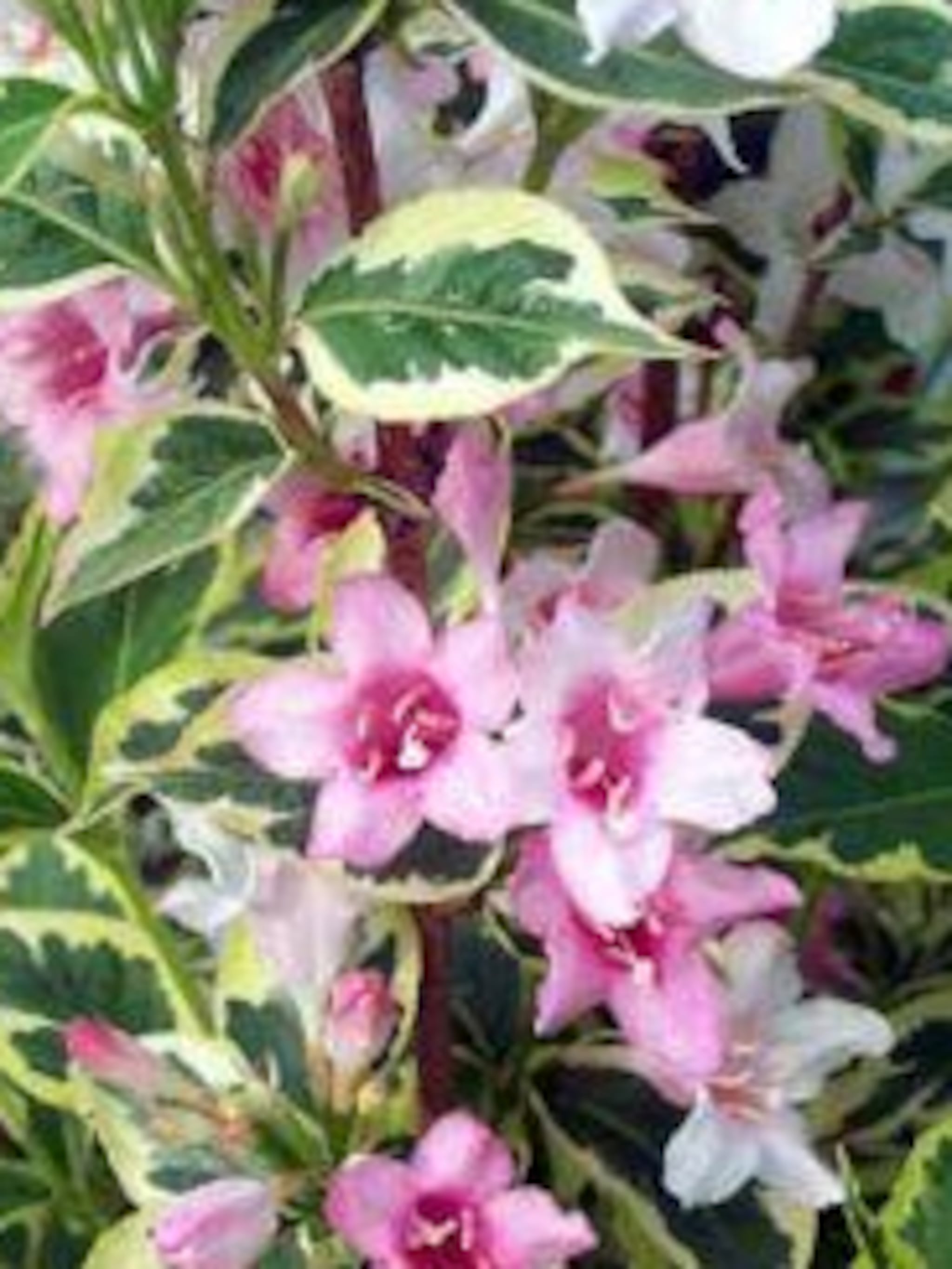 weigelia weigelia florida