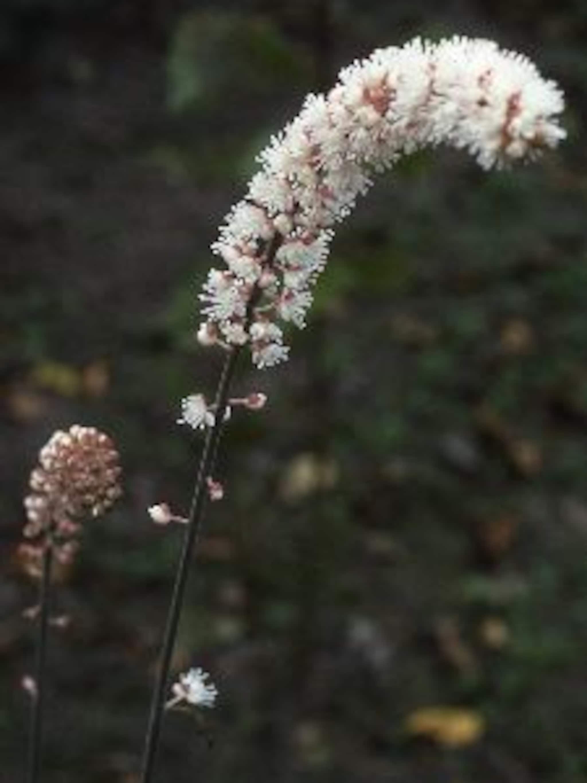zilverkaars cimicifuga simplex