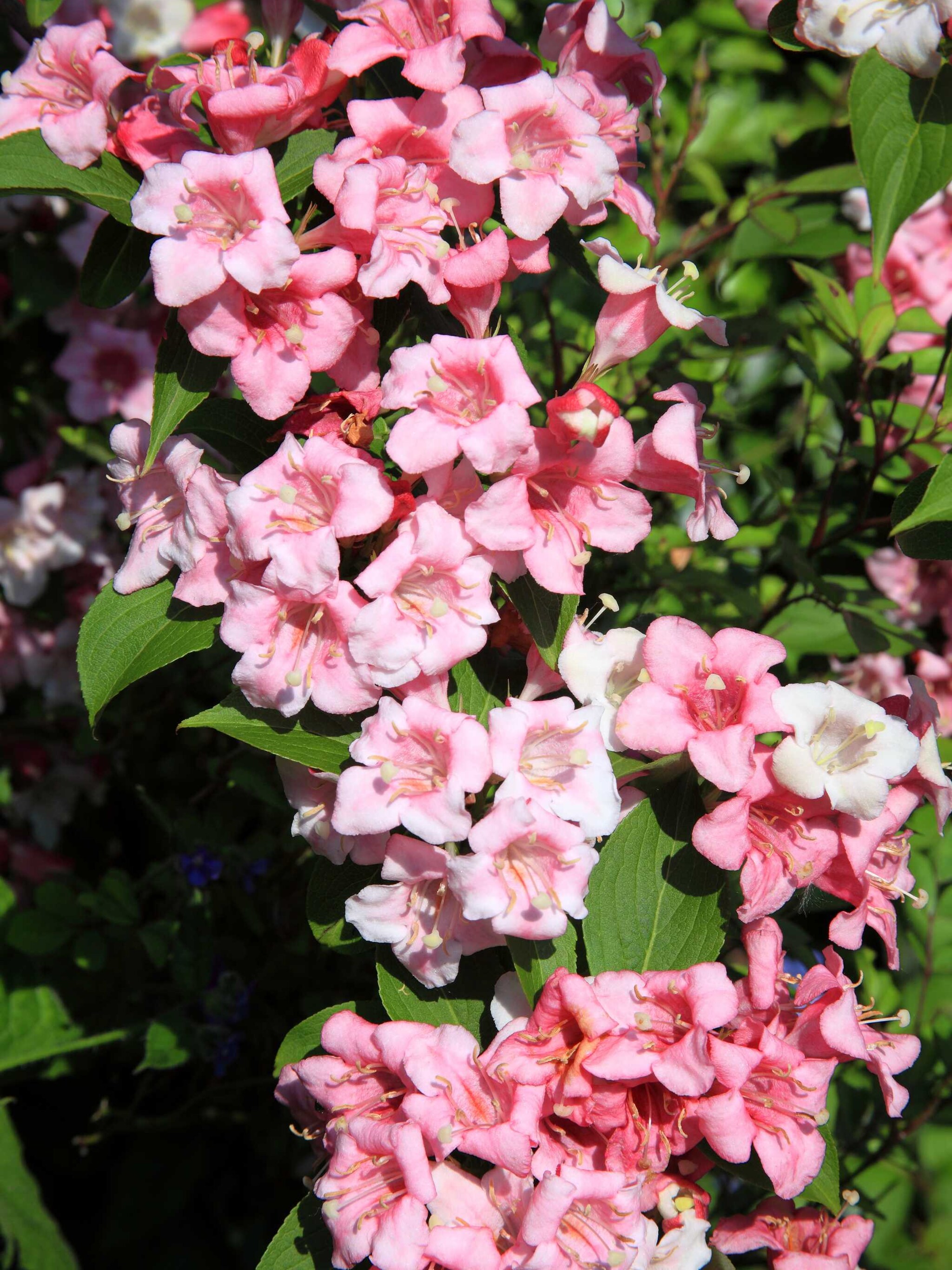 weigelia nana purpurea