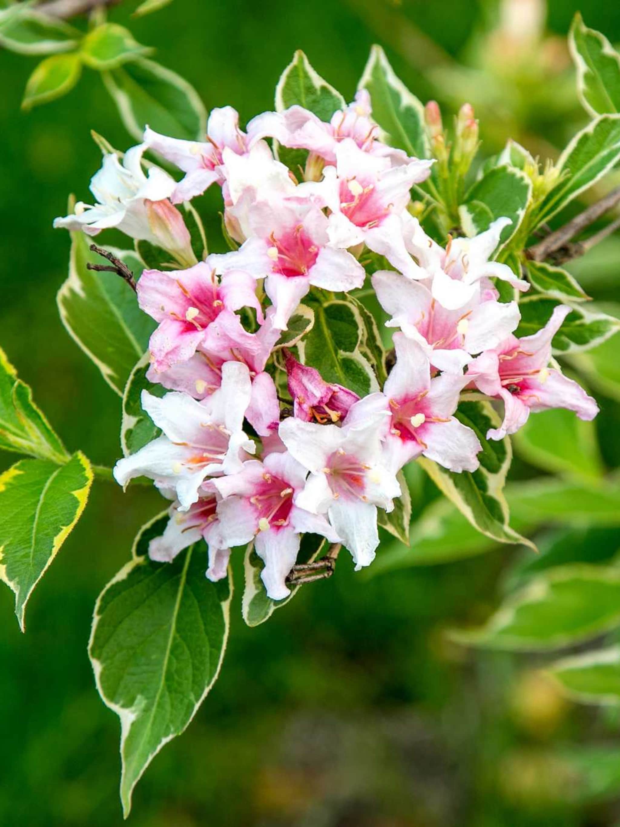 weigelia nana variegata