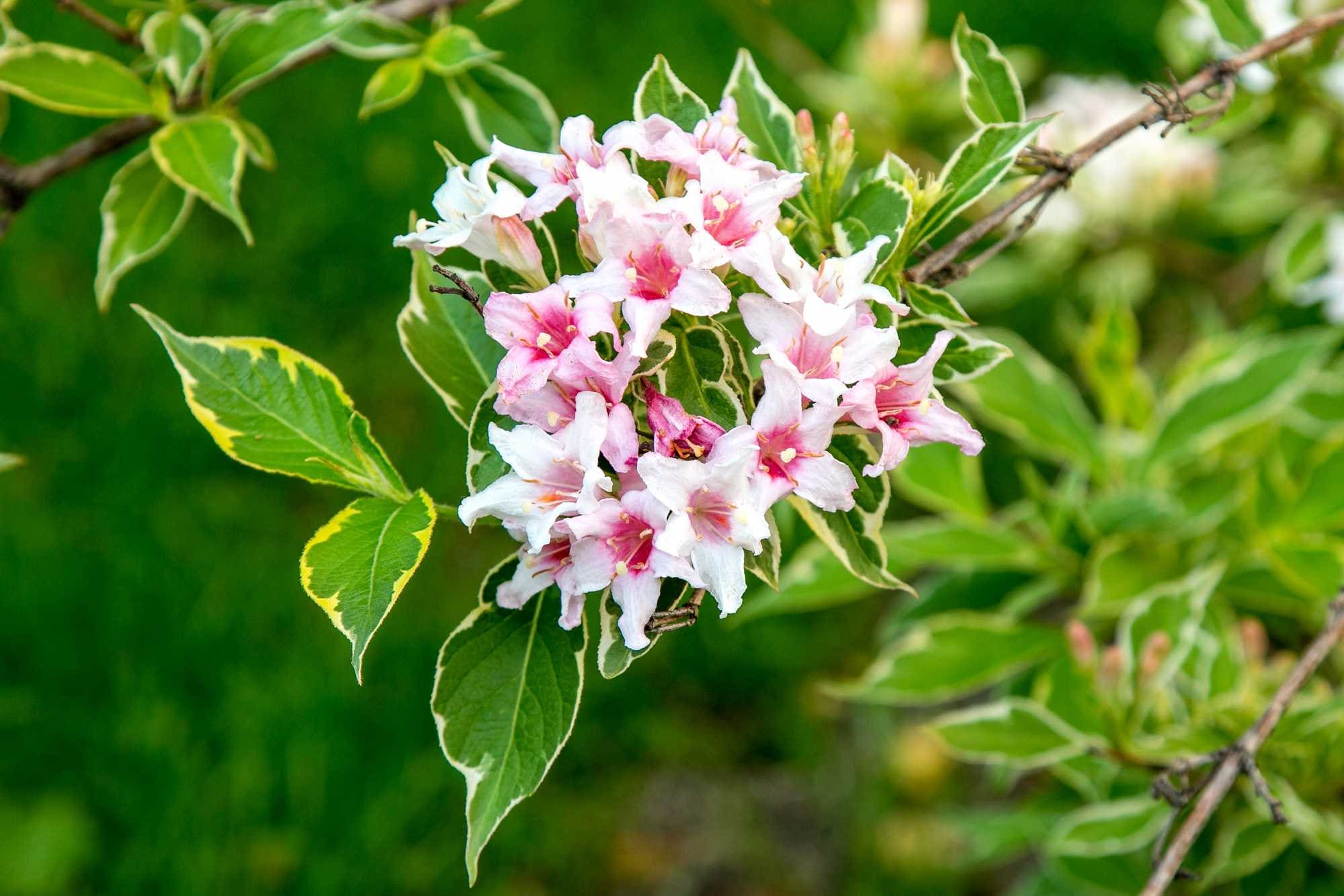 weigelia-nana-variegata