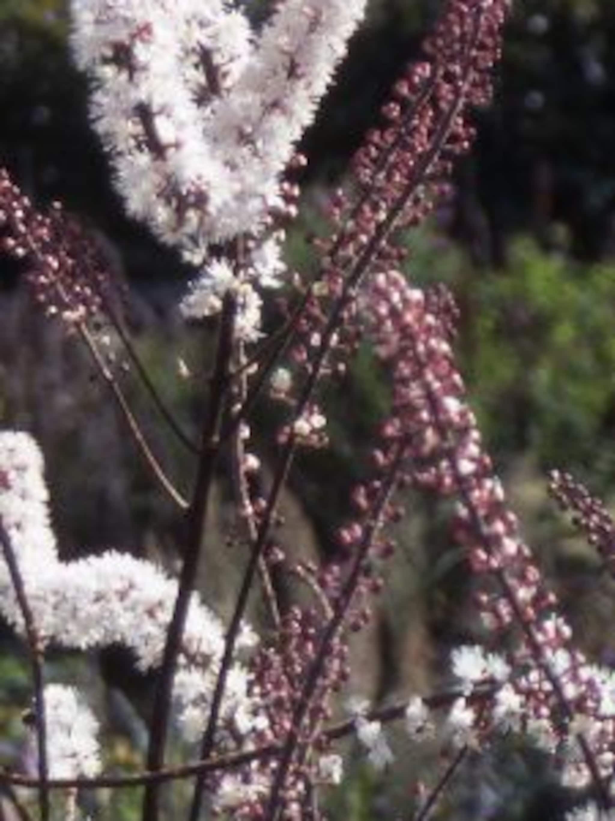 zilverkaars atropurpurea