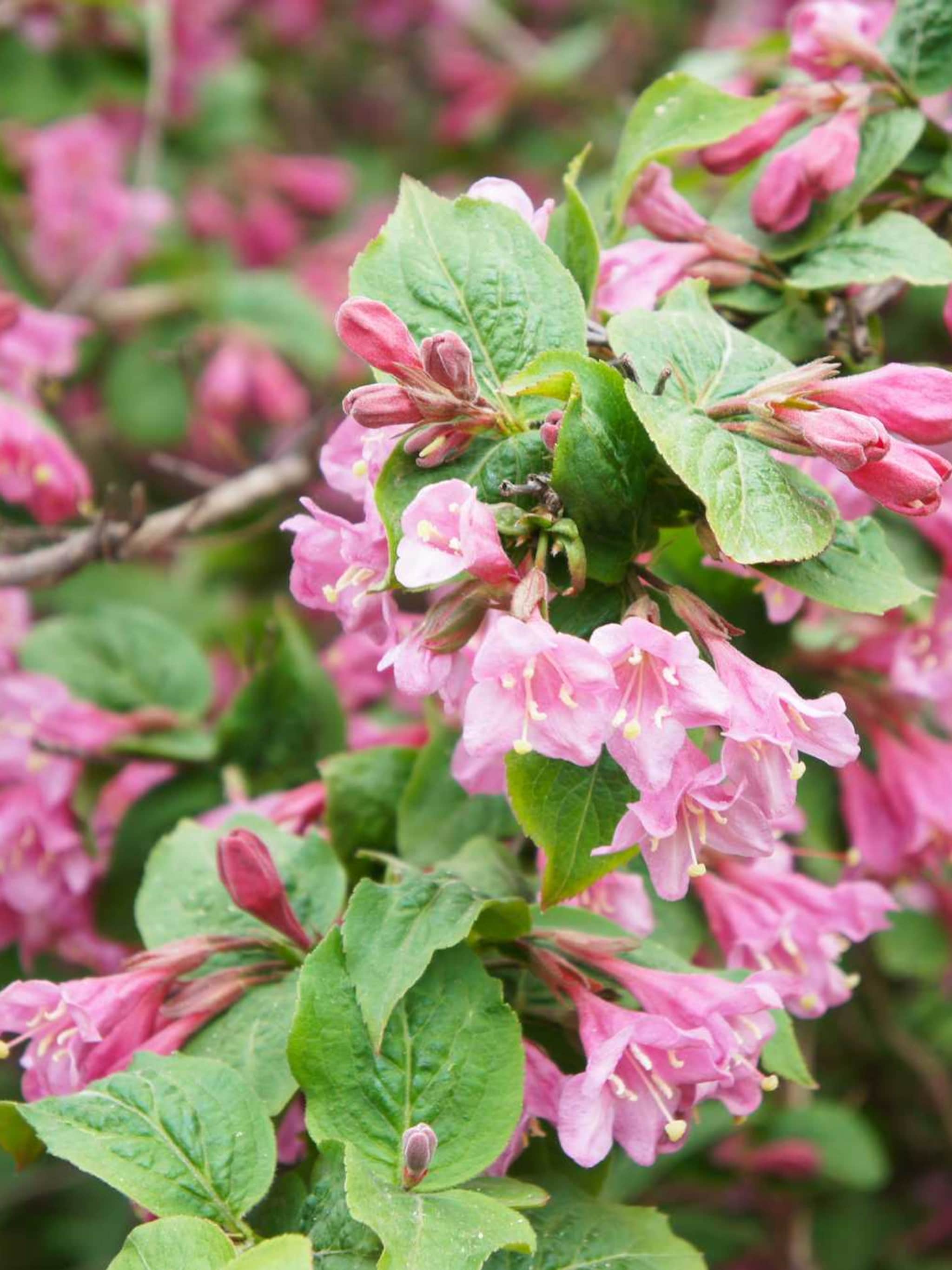 weigelia foliis purpureis